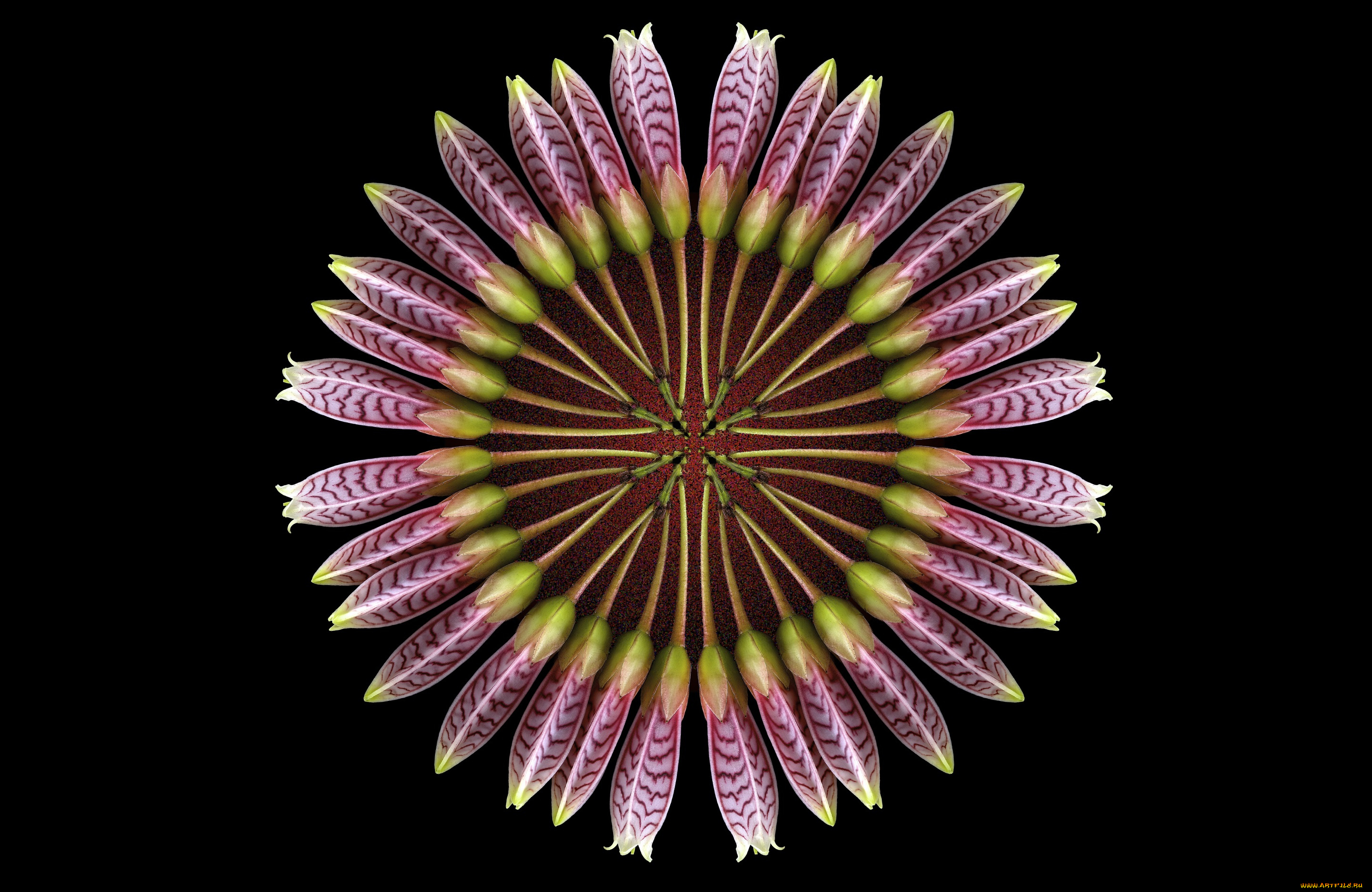 разное, компьютерный, дизайн, круг, цветы, фон