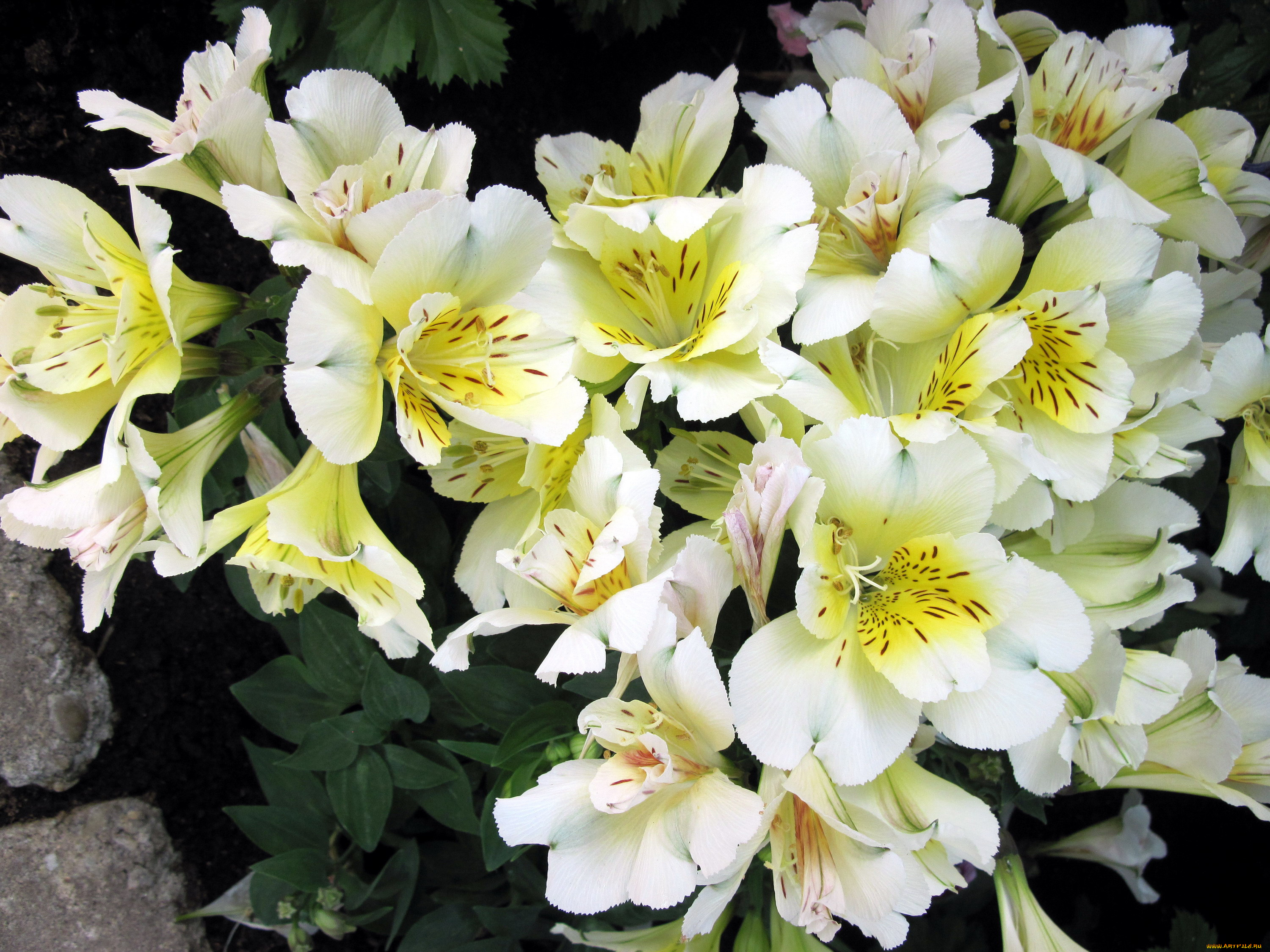 цветы, альстромерия, нежность