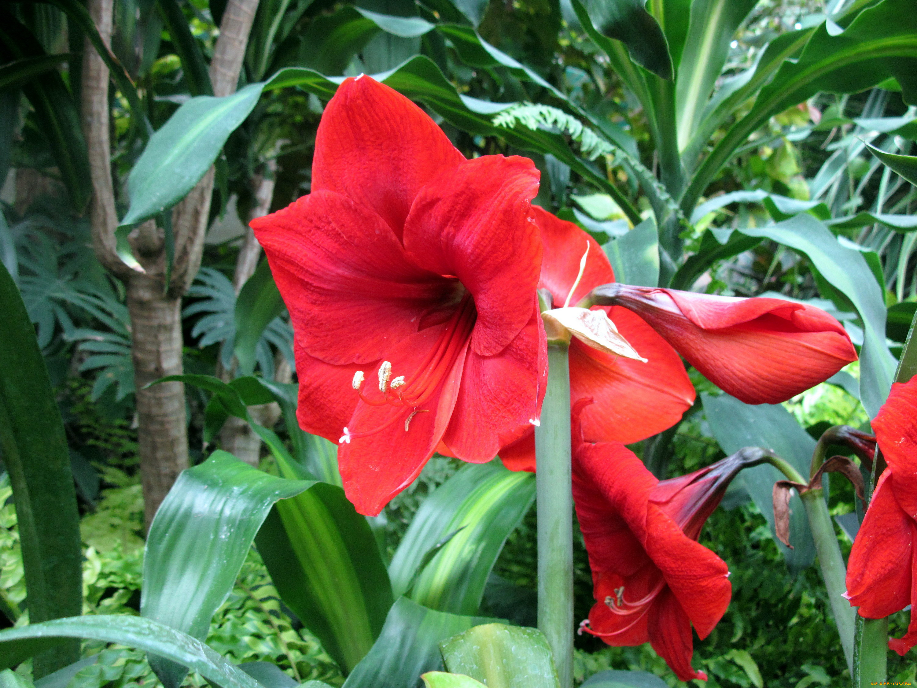 цветы, амариллисы, , гиппеаструмы, красный