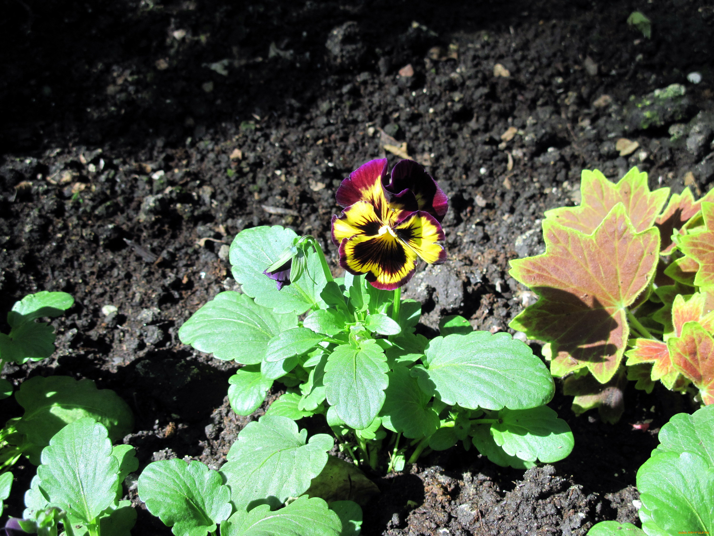 цветы, анютины, глазки, , садовые, фиалки, одиночка