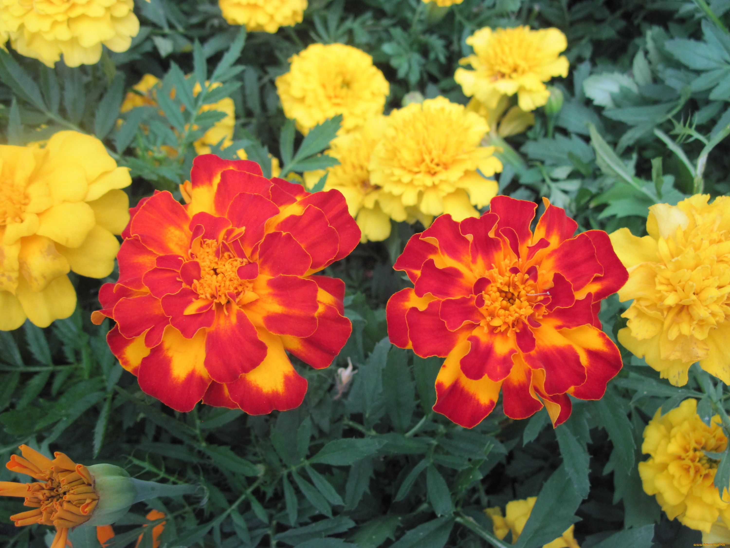 цветы, бархатцы, яркий