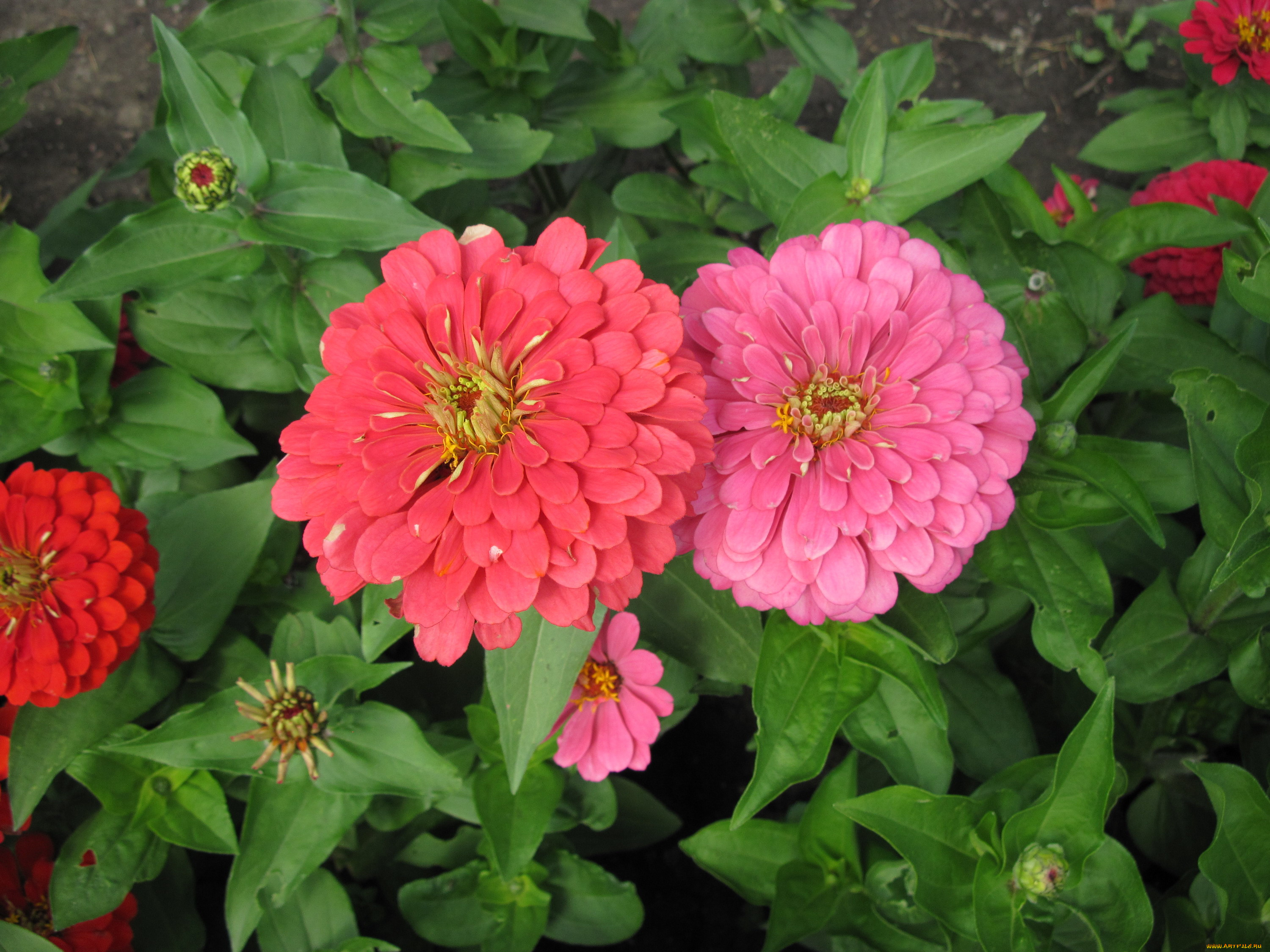 цветы, цинния, розовый