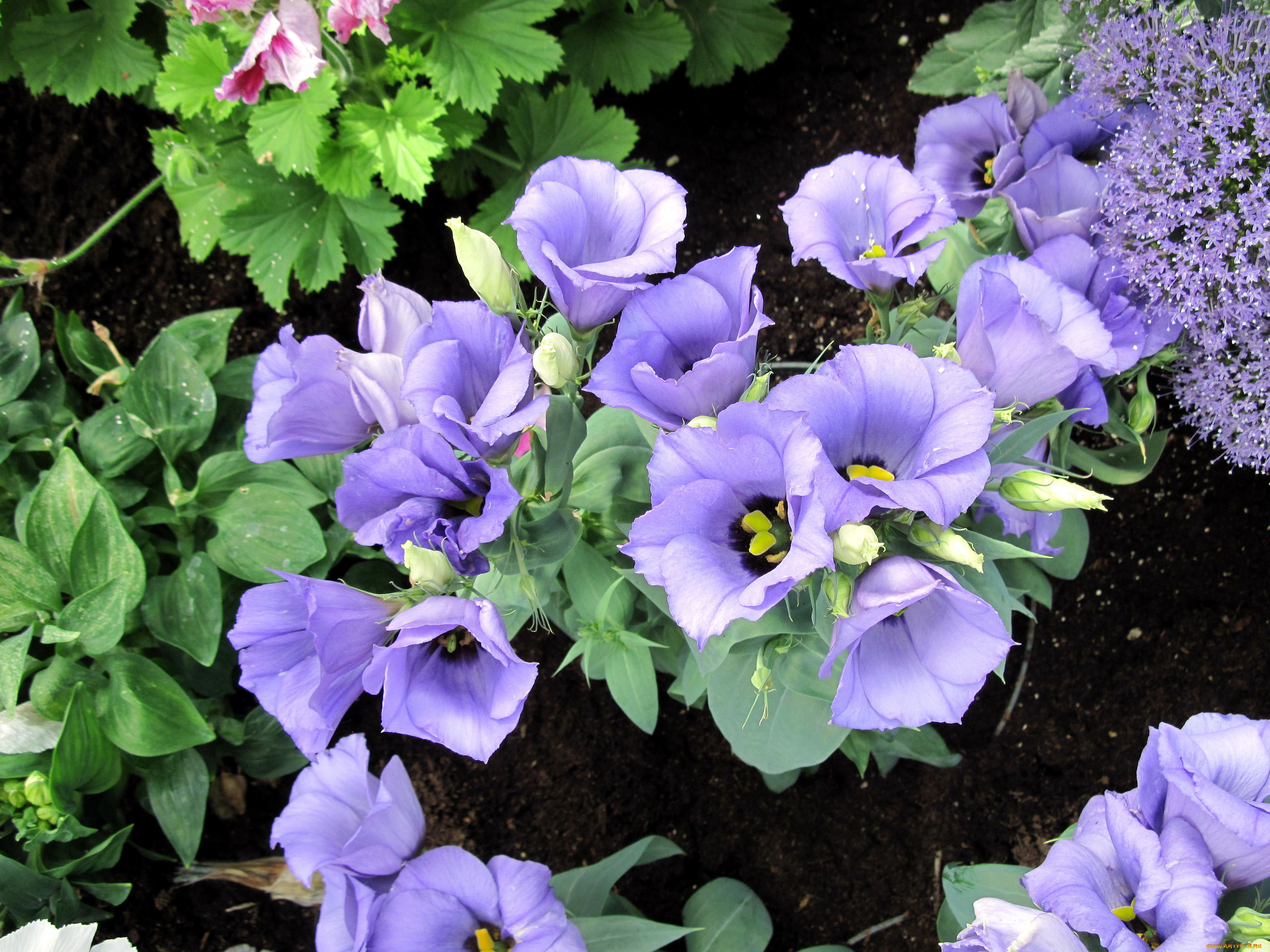 цветы, эустома, сиреневый