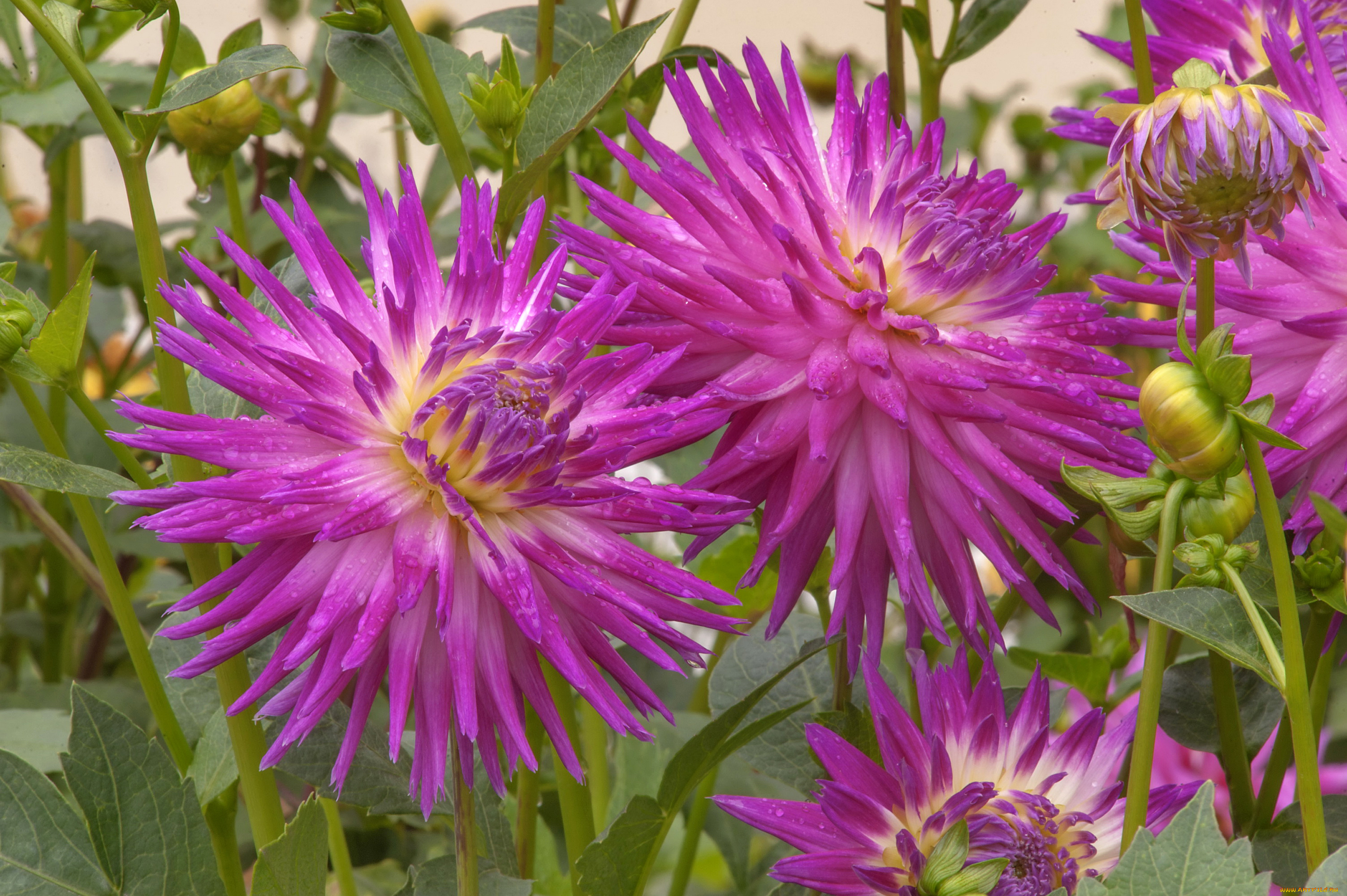 цветы, георгины, лепестки