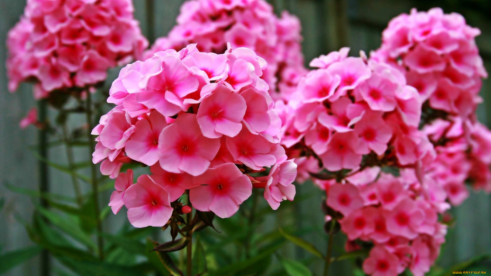 цветы, флоксы, розовый