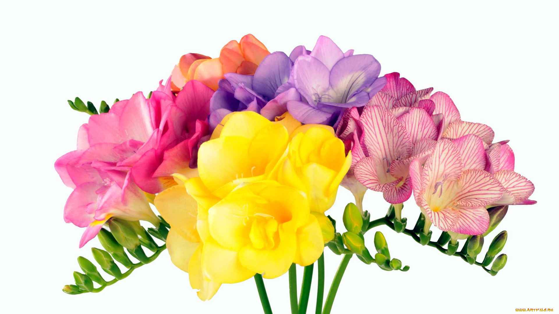 цветы, фрезия, лиловый, желтый, пестрый, розовый