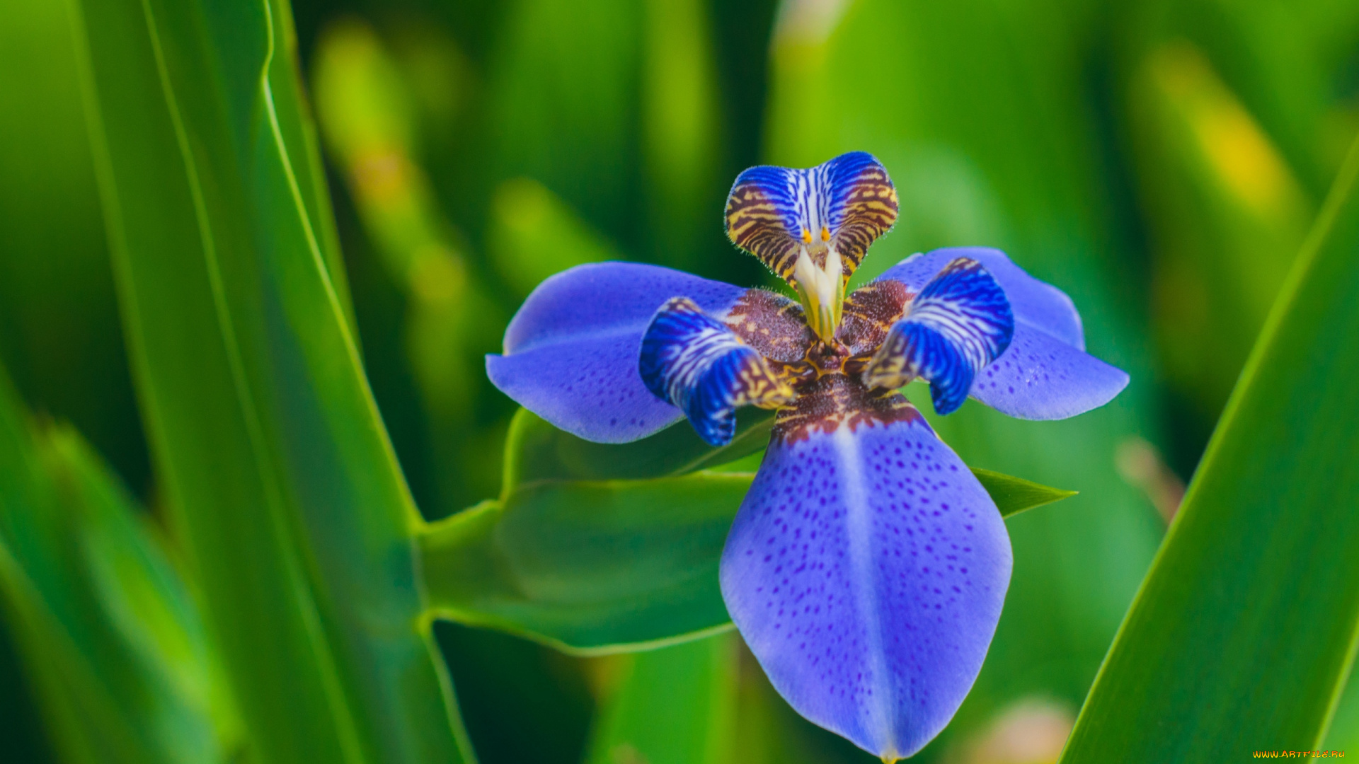 цветы, ирисы, синий