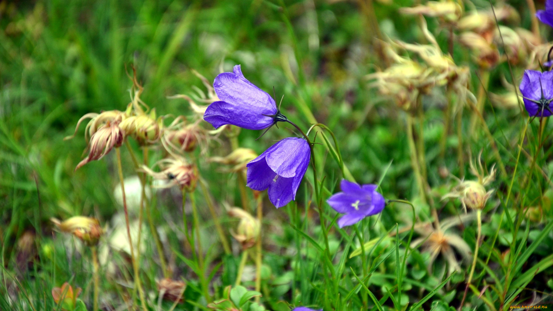 цветы, колокольчики, лиловый