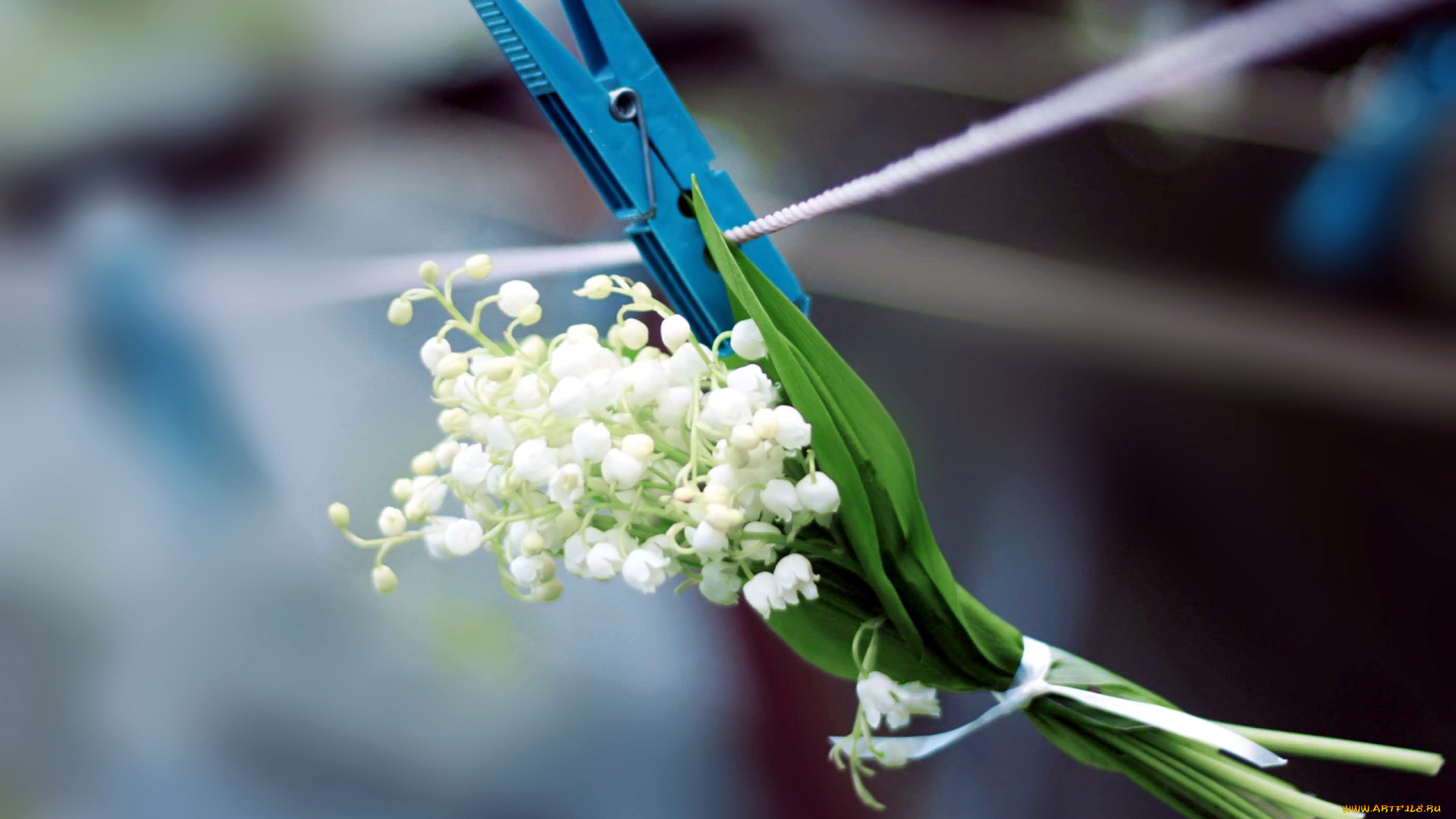 цветы, ландыши, майский