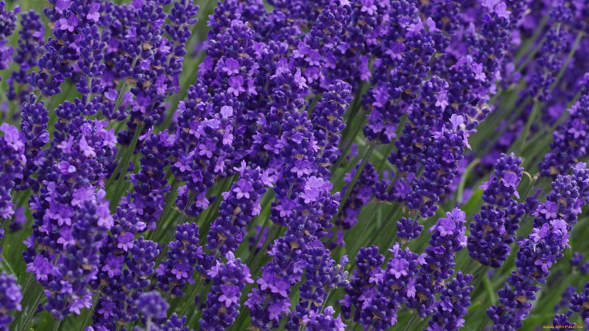 цветы, лаванда, лиловый