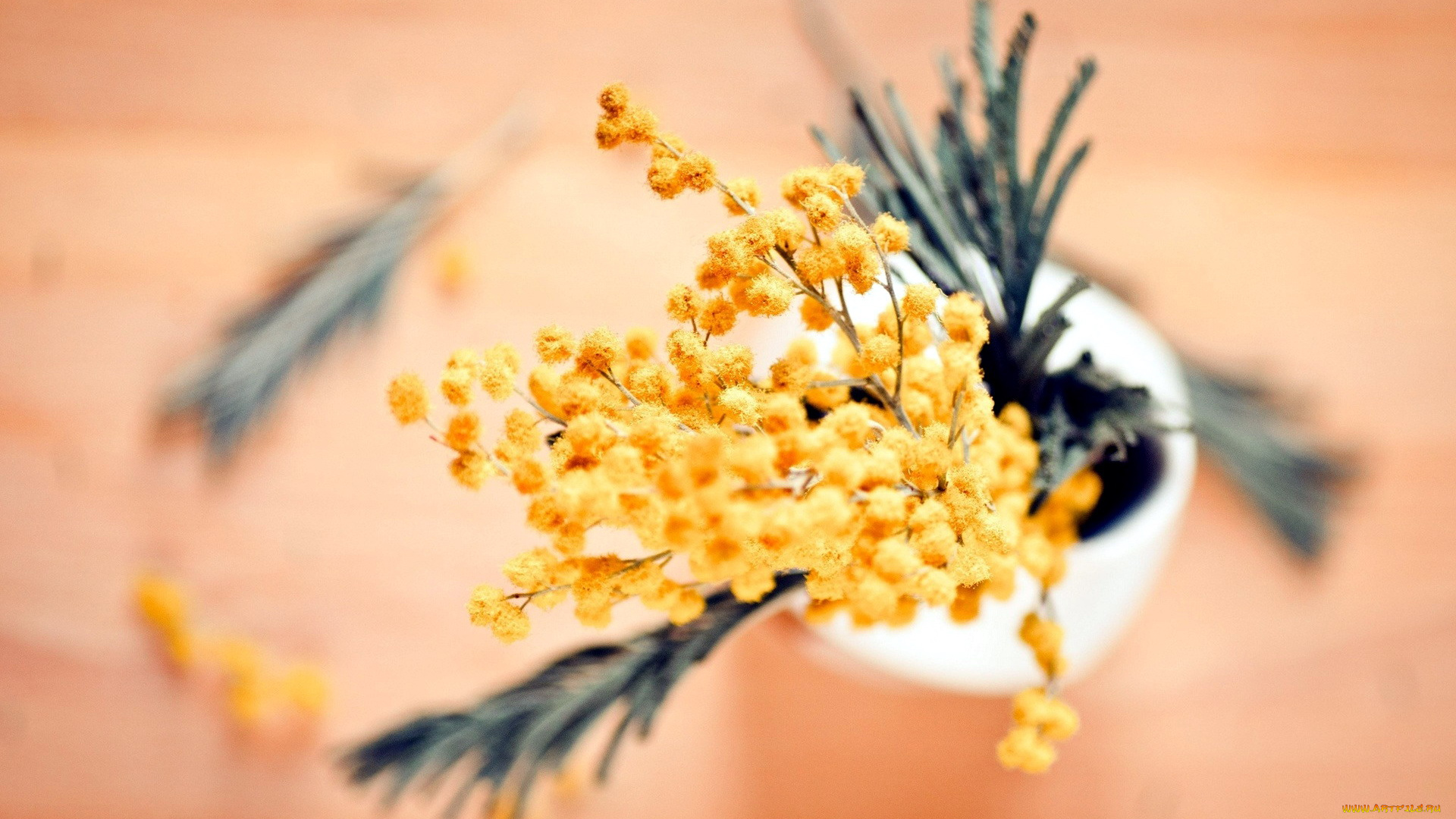 цветы, мимоза, желтый, весенний