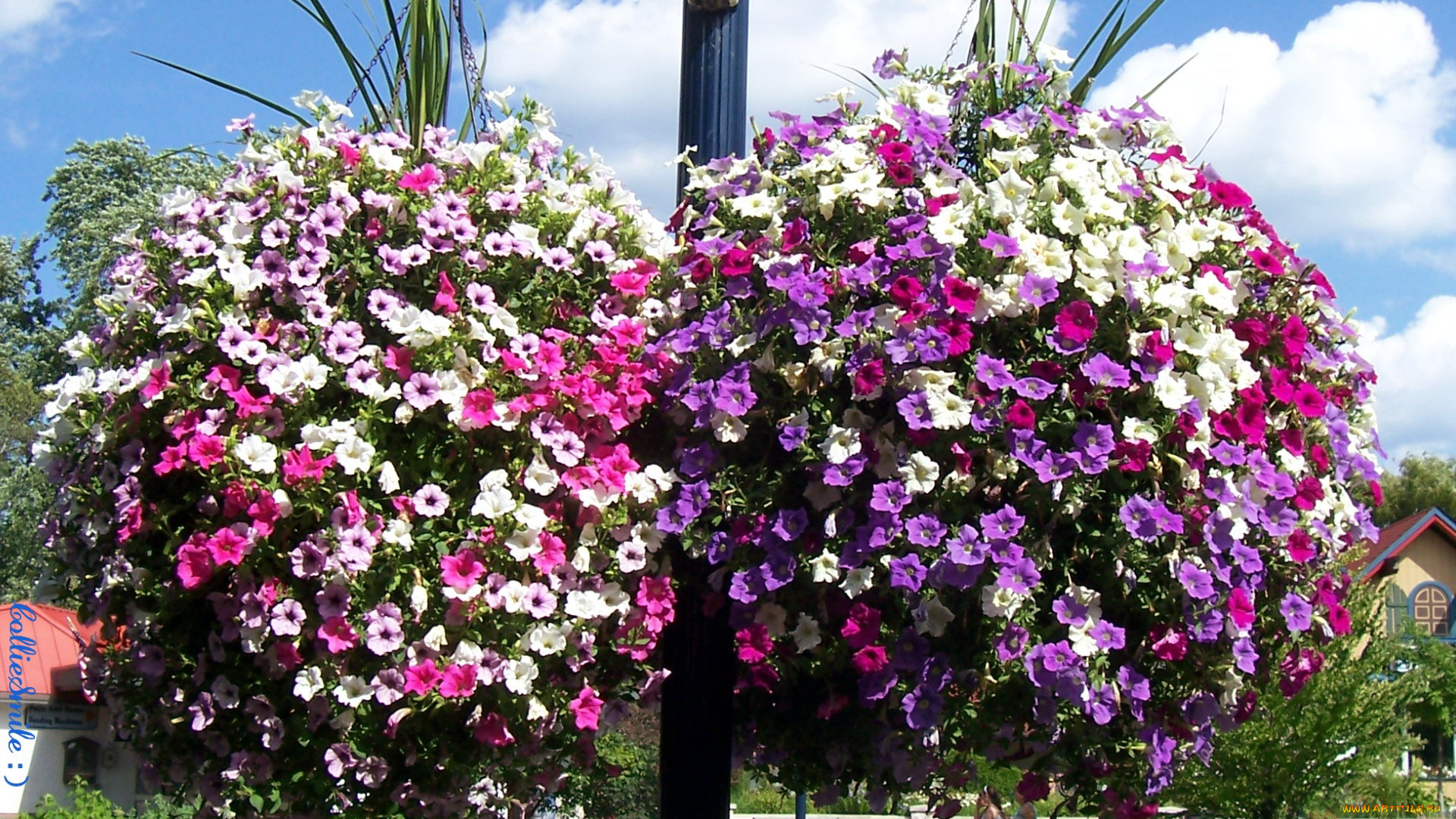 цветы, петунии, , калибрахоа, сурфиния