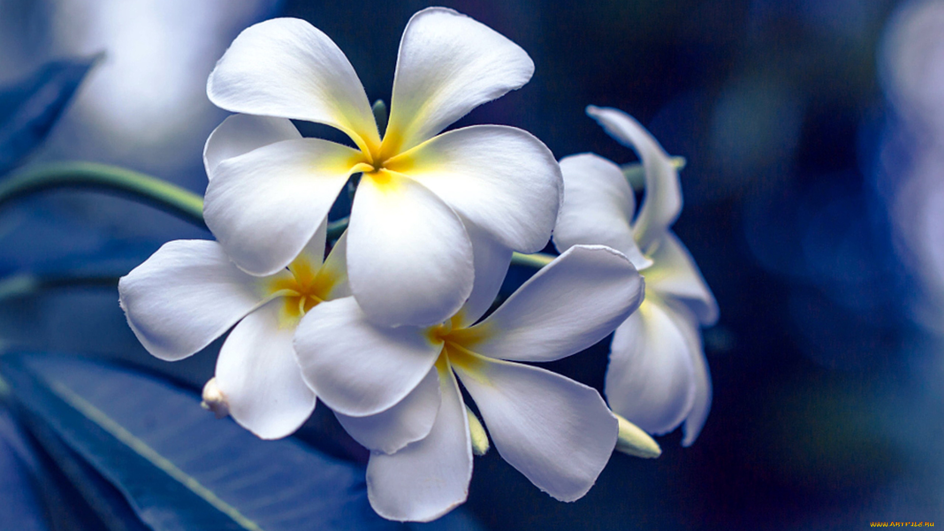 цветы, плюмерия, белый