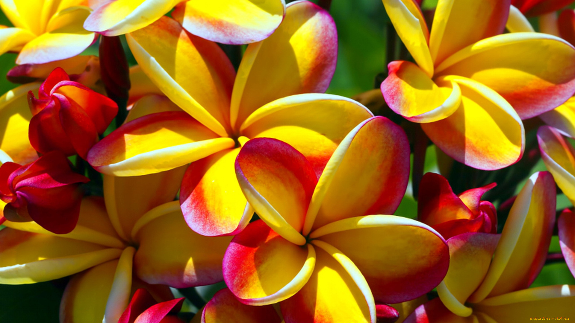 цветы, плюмерия, двухцветная