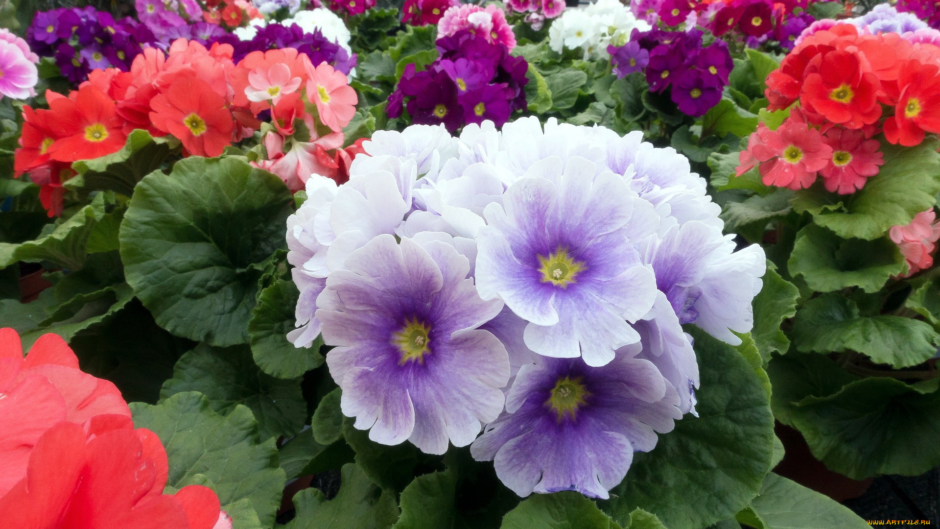 цветы, примулы, первоцветы