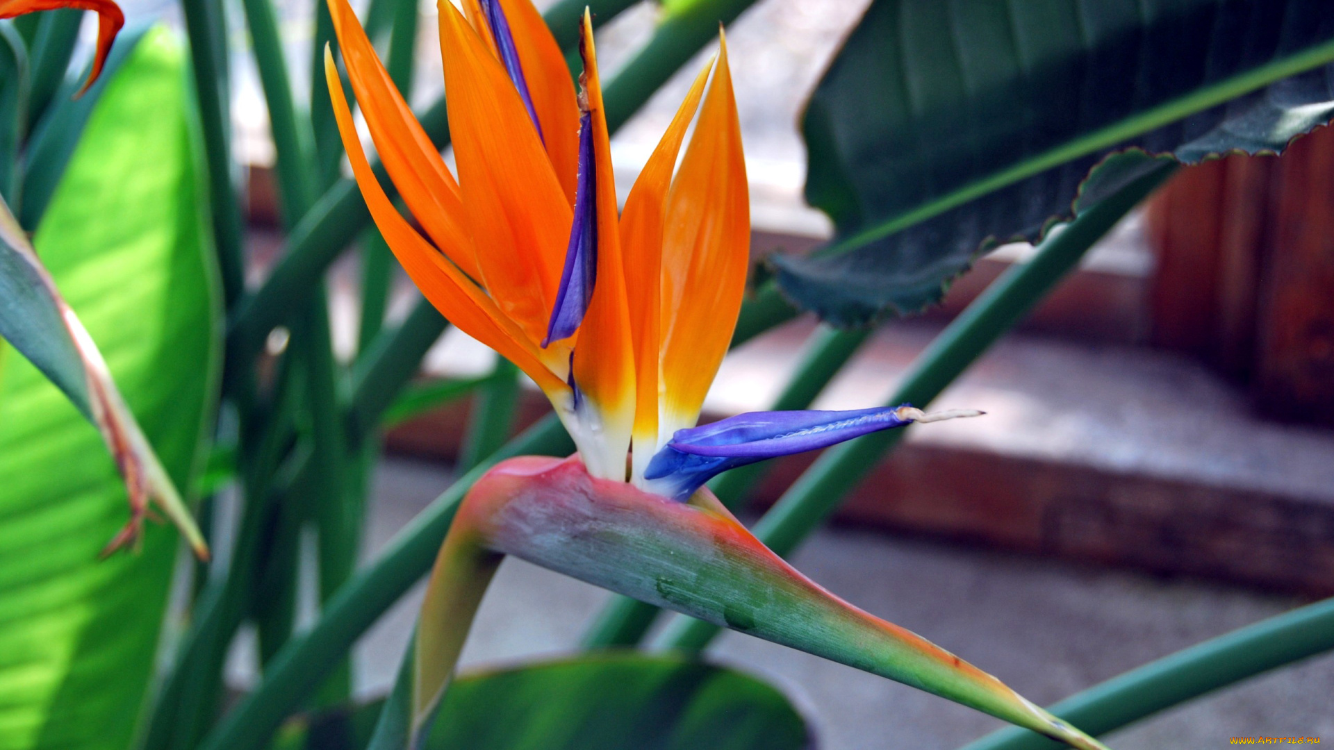 цветы, стрелиция, , райская, птица, экзотика