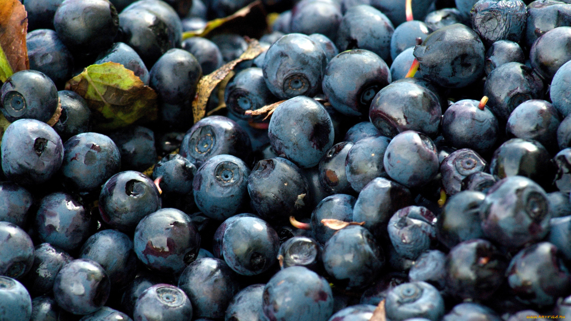 еда, голубика, , черника, много, ягоды, черника