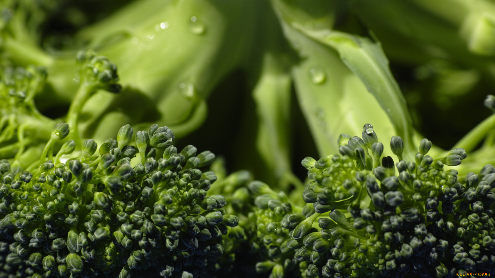 еда, капуста, и, её, разновидности, макро, брокколи
