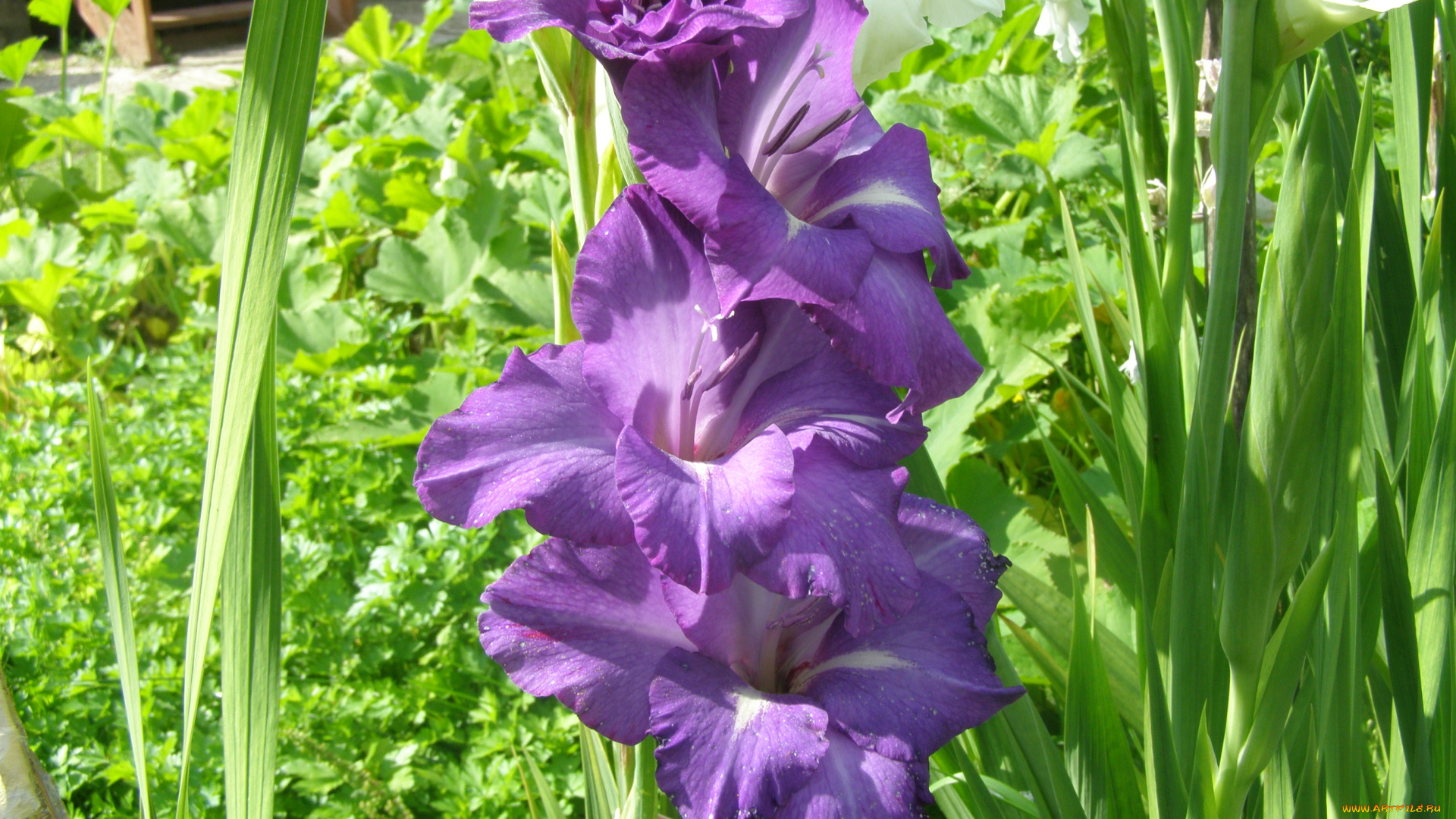 гладиолус, цветы, гладиолусы