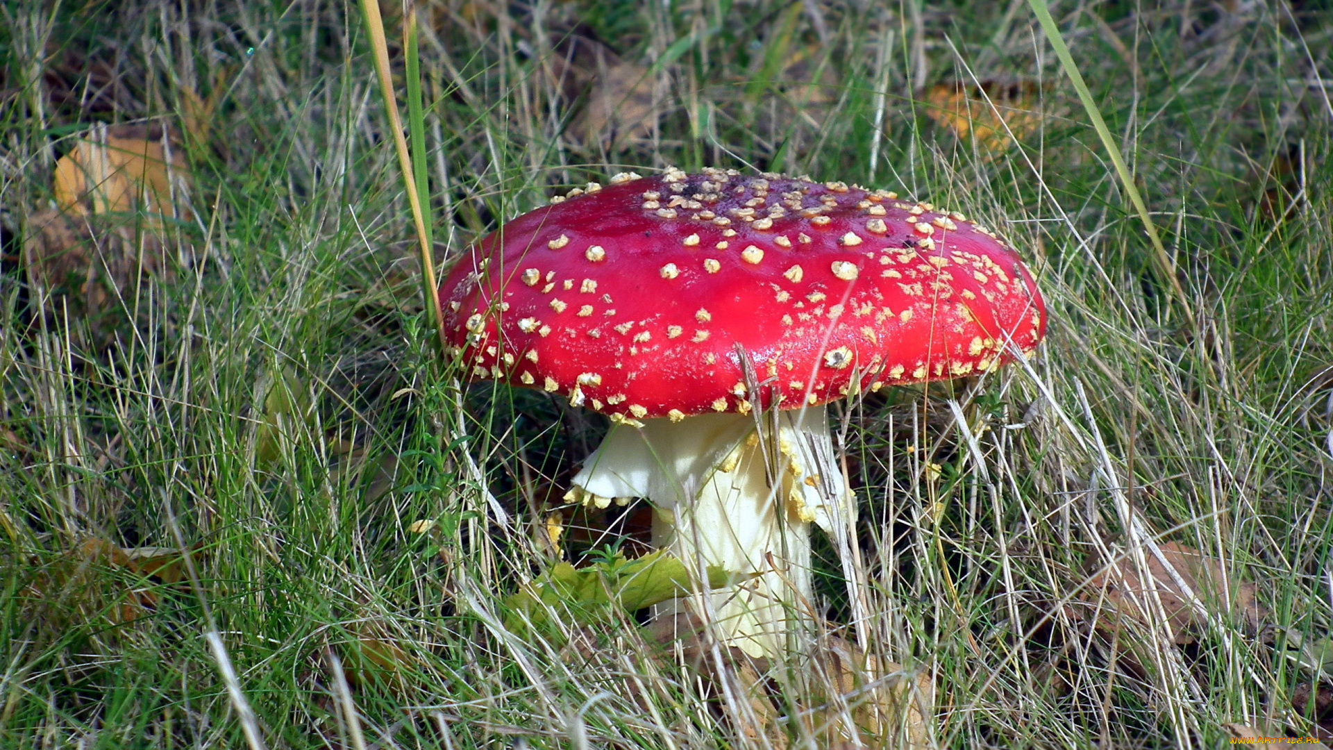 природа, грибы, , мухомор, гриб, листья, трава