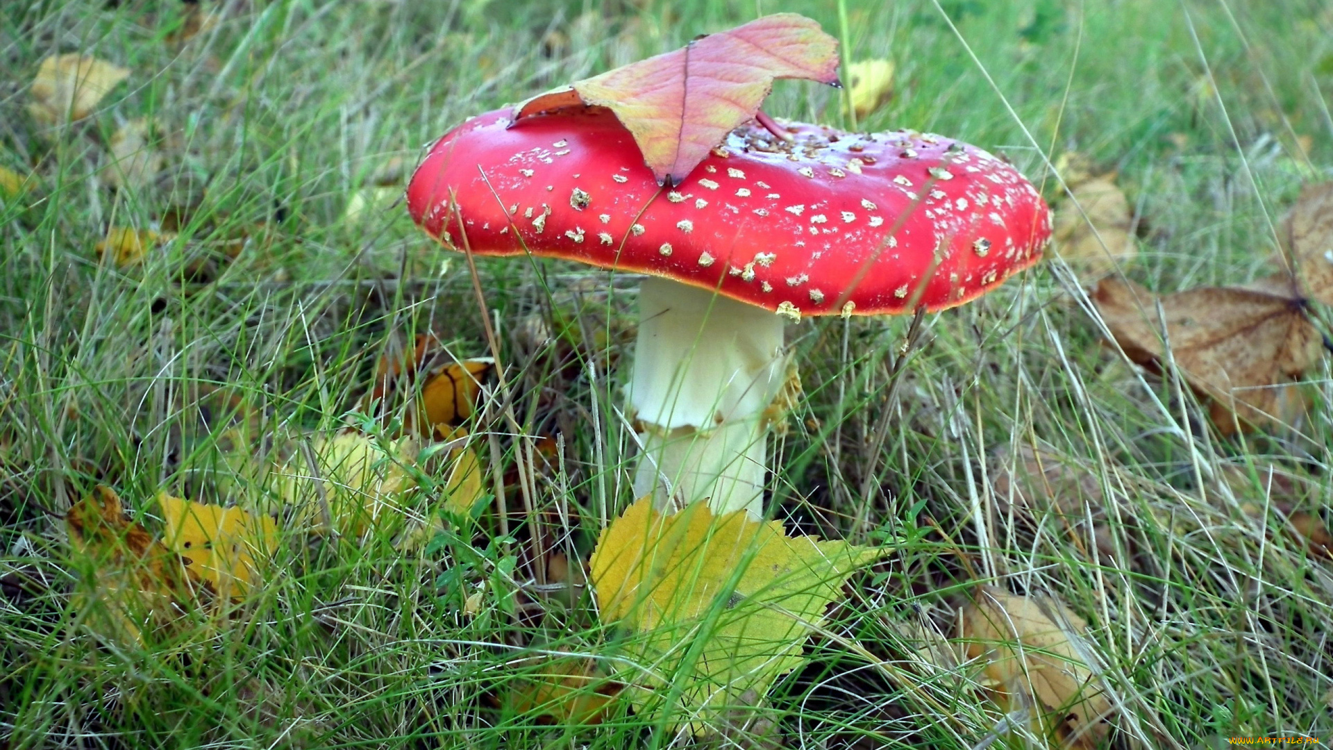 природа, грибы, , мухомор, гриб, листья, трава