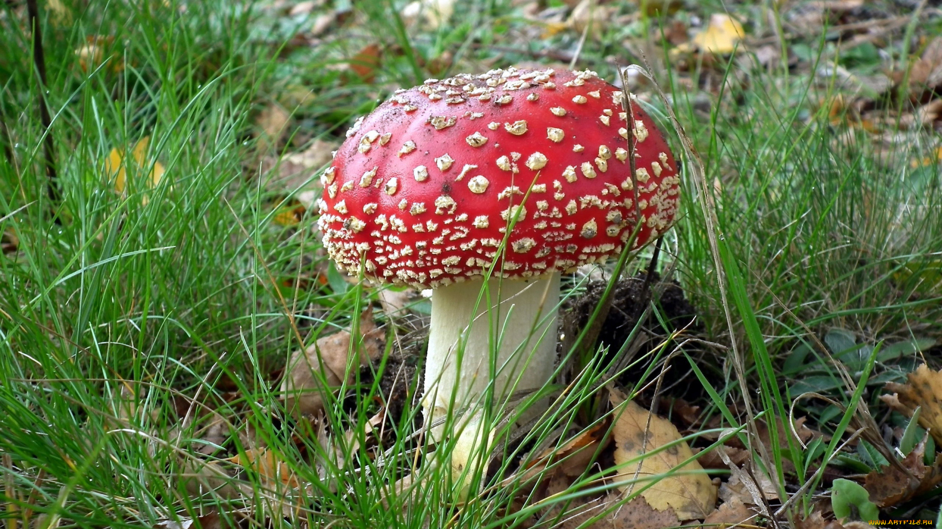 природа, грибы, , мухомор, гриб, листья, трава