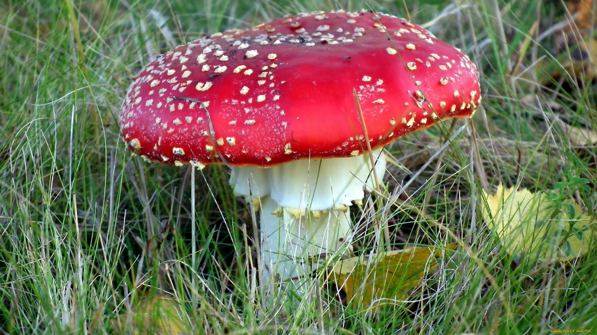 природа, грибы, , мухомор, гриб, листья, трава