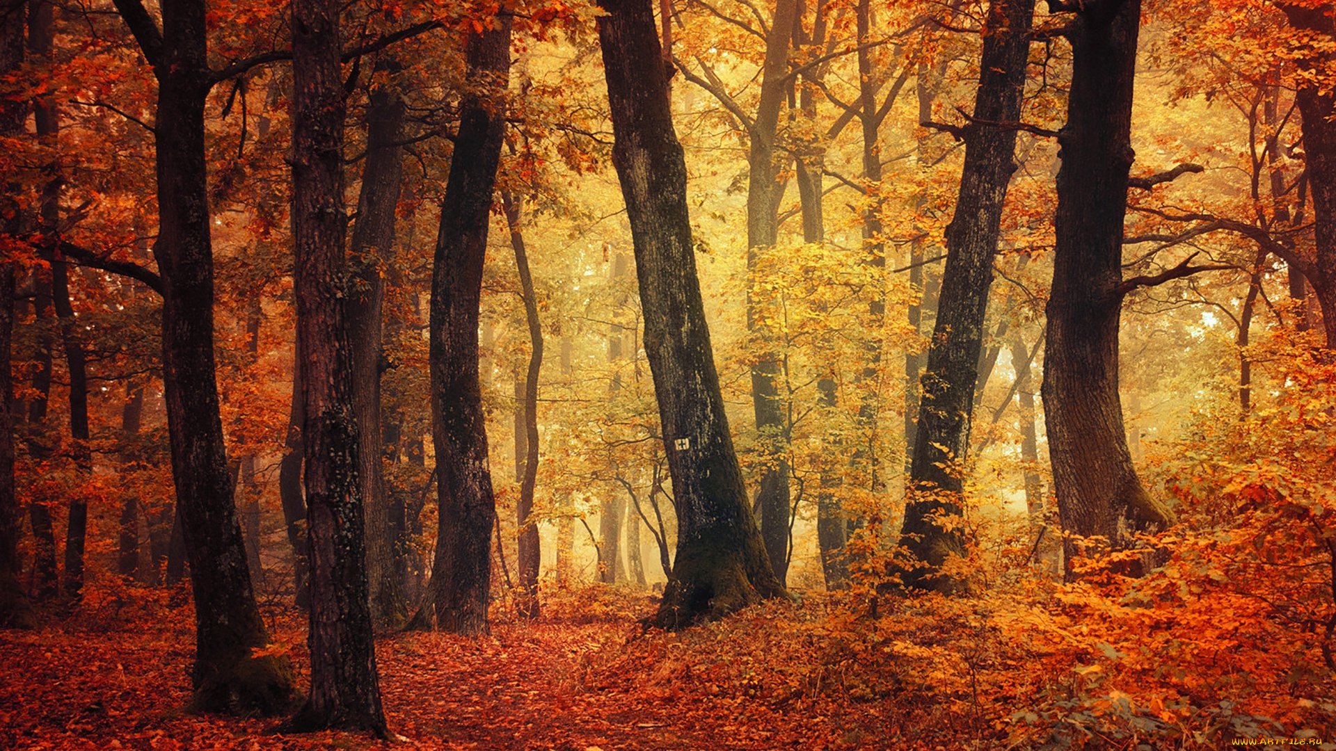 природа, лес, деревья, осень