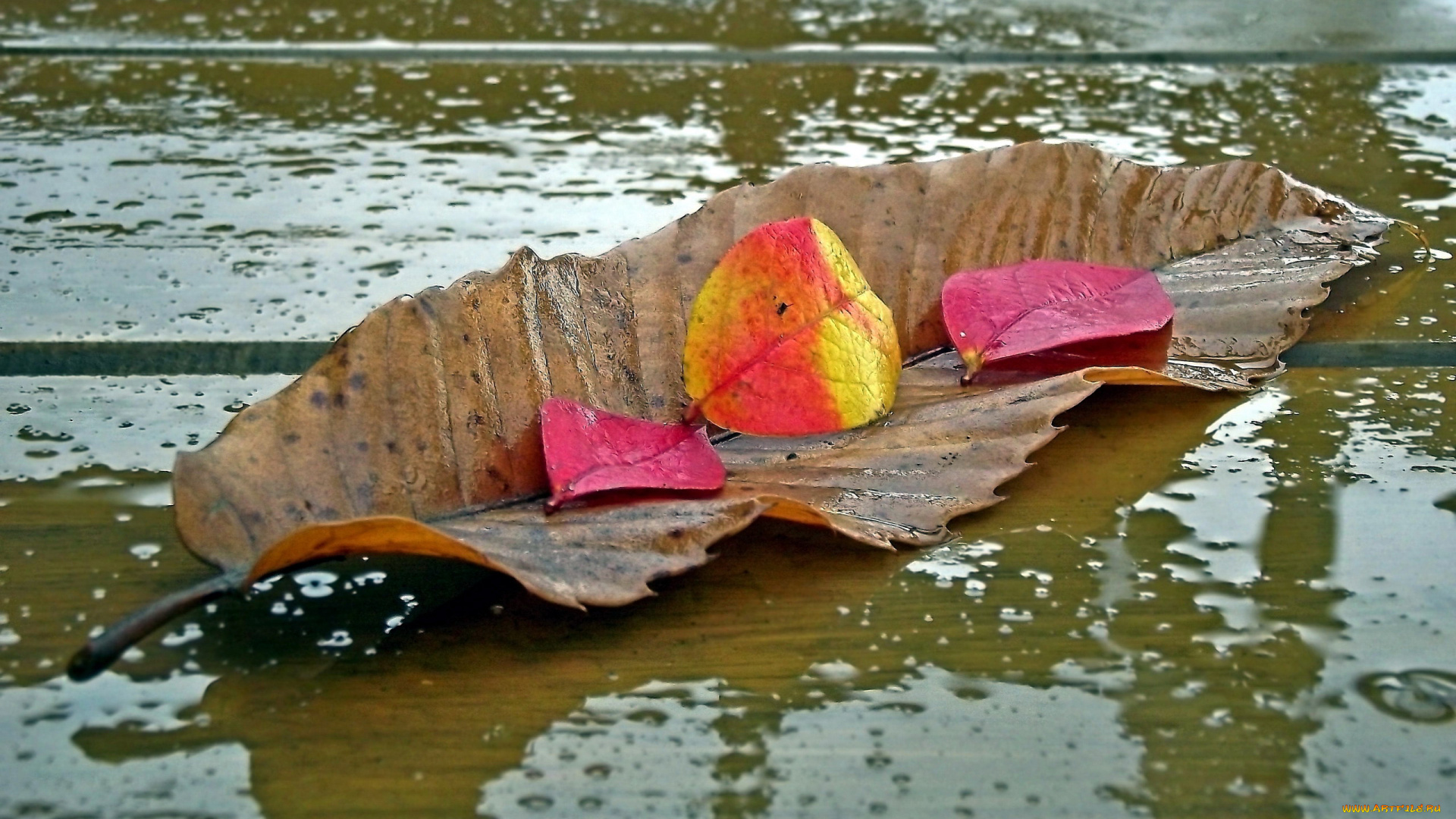 природа, листья, вода, дождь