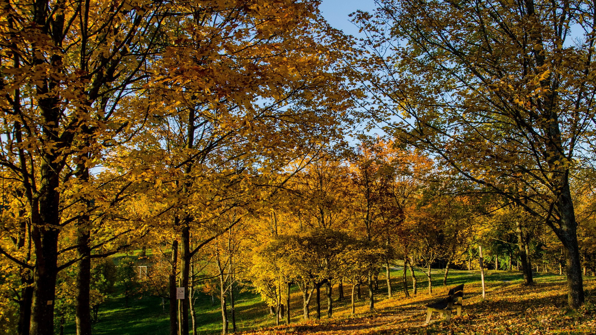 природа, парк, осень, деревья