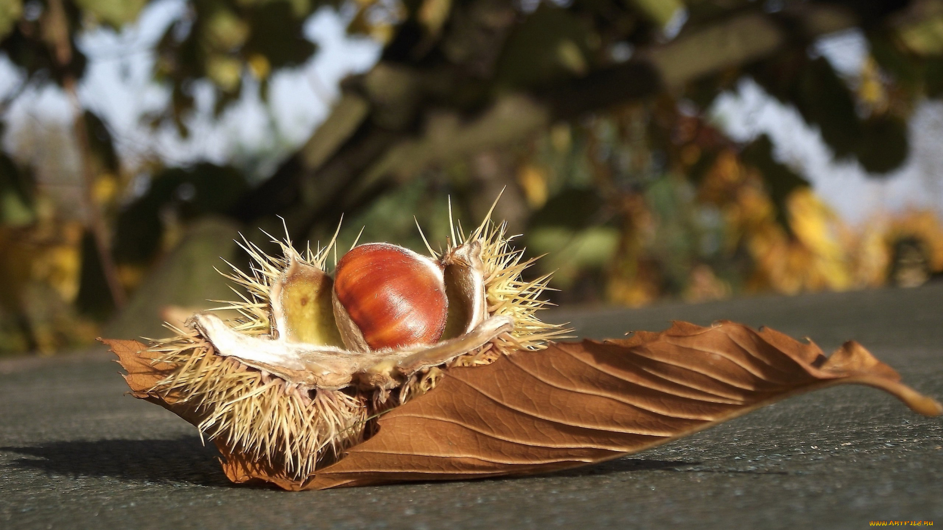 природа, шишки, , жёлуди, , каштаны, каштан