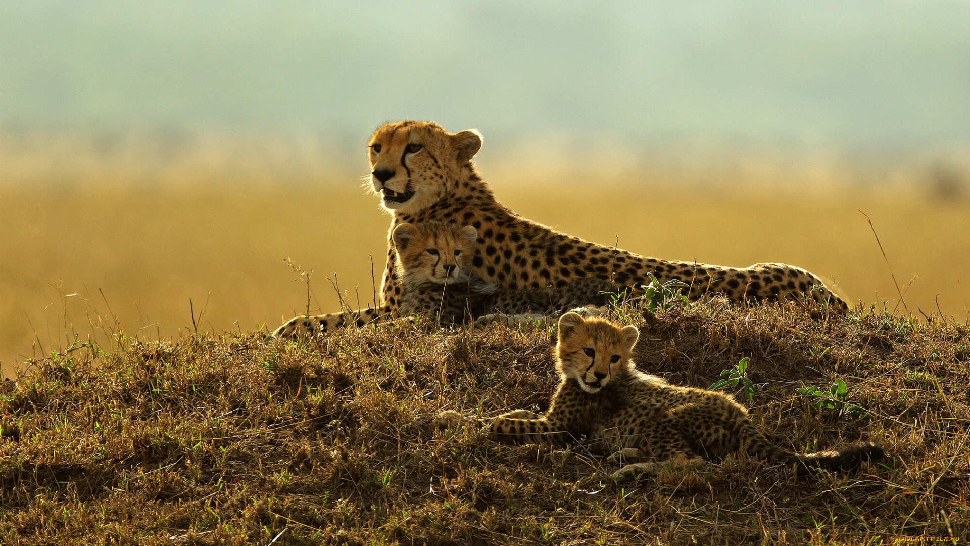 животные, гепарды, детёныши, котята, гепард, дикая, кошка