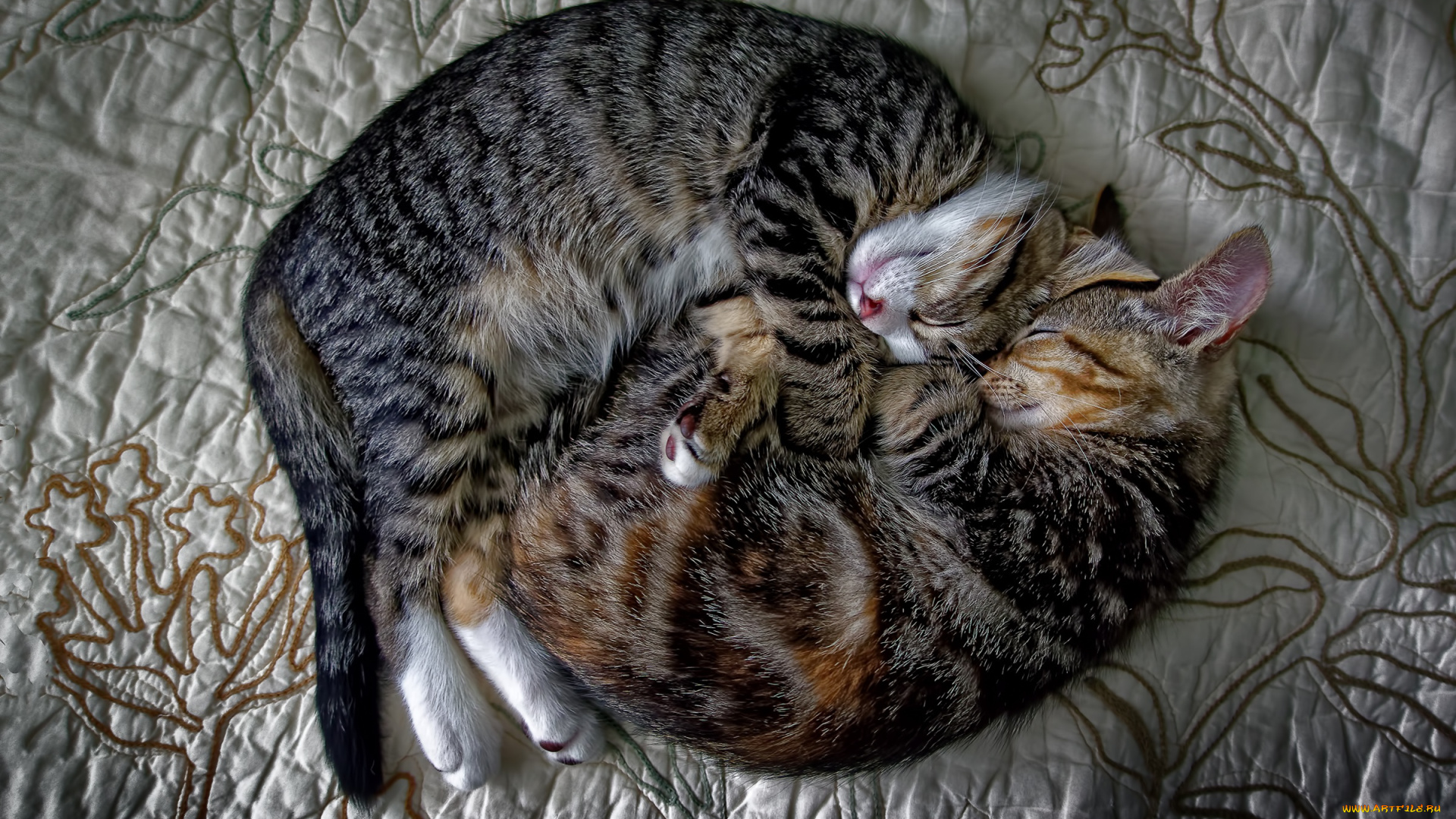 животные, коты, уют, дом, кошки