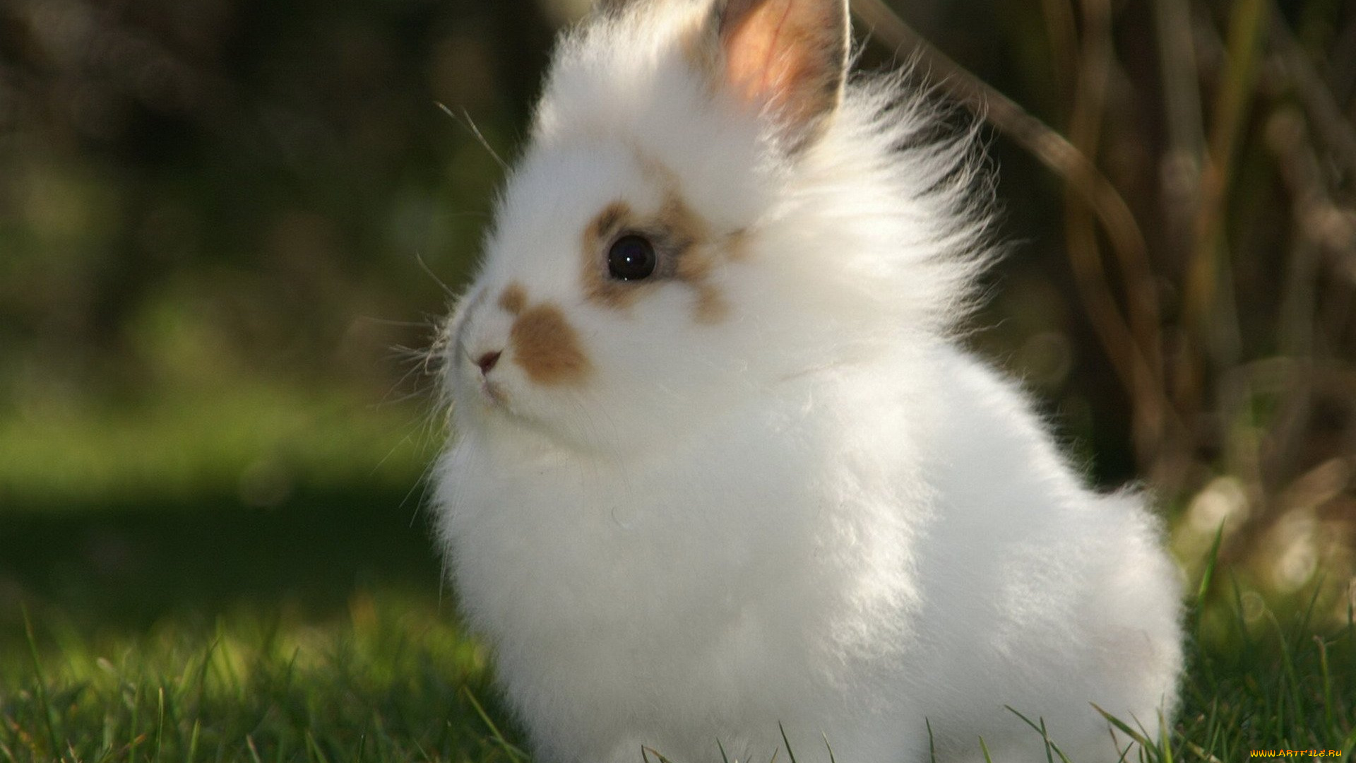 животные, кролики, , зайцы, трава, крольчонок