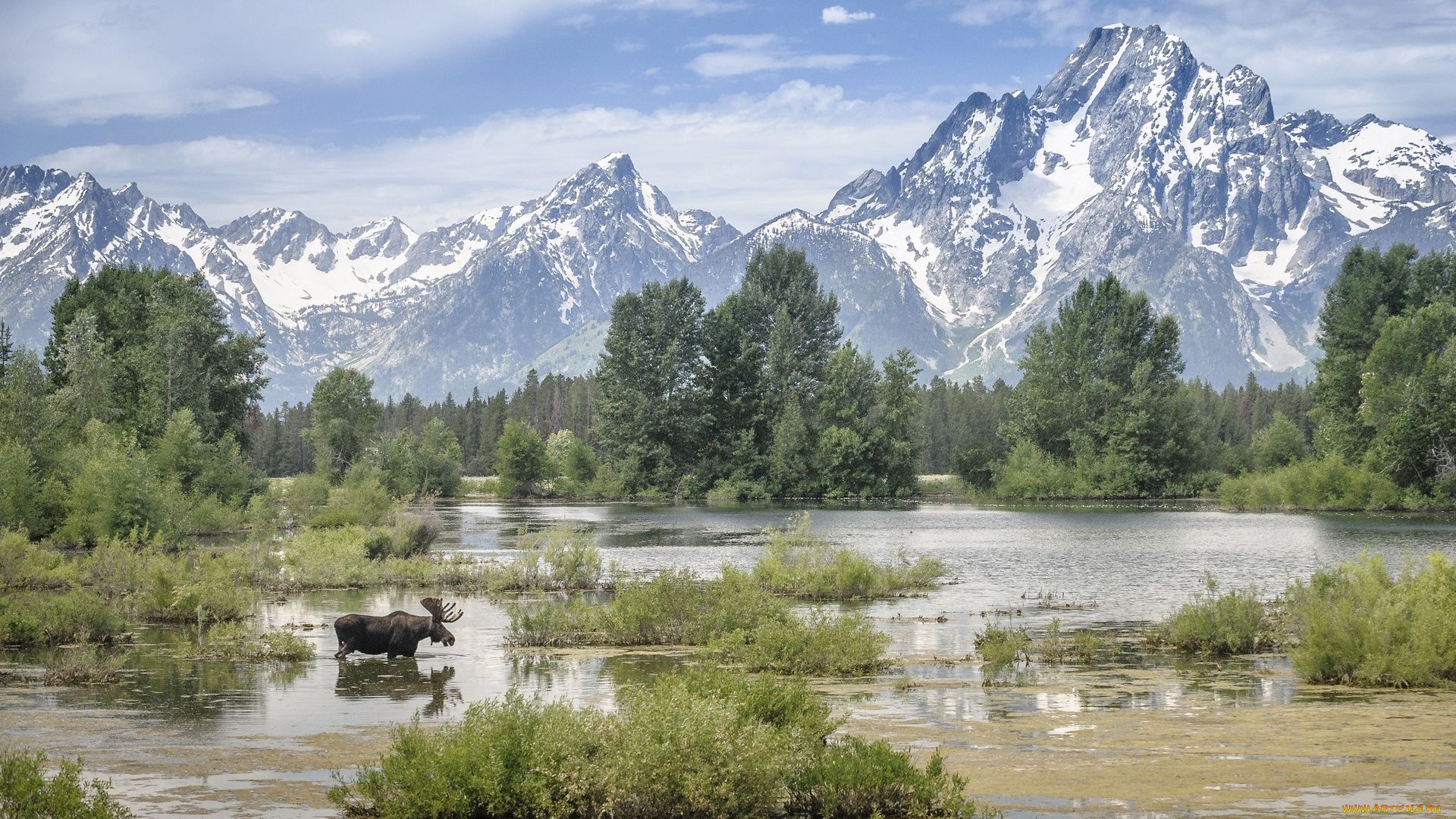 животные, лоси, облака, деревья, болото, горы, сохатый, лось