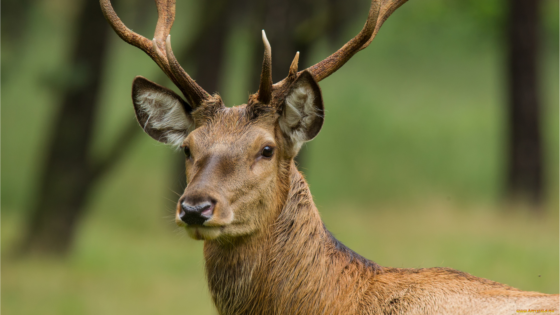 животные, олени, олень, молодой
