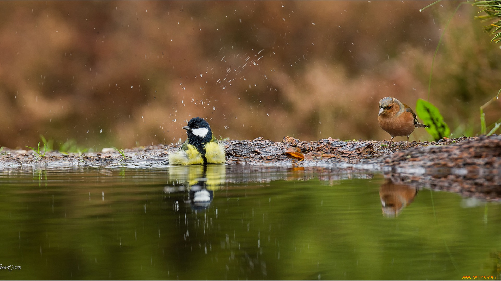 животные, синицы, , лазоревки, лужа, вода, птицы