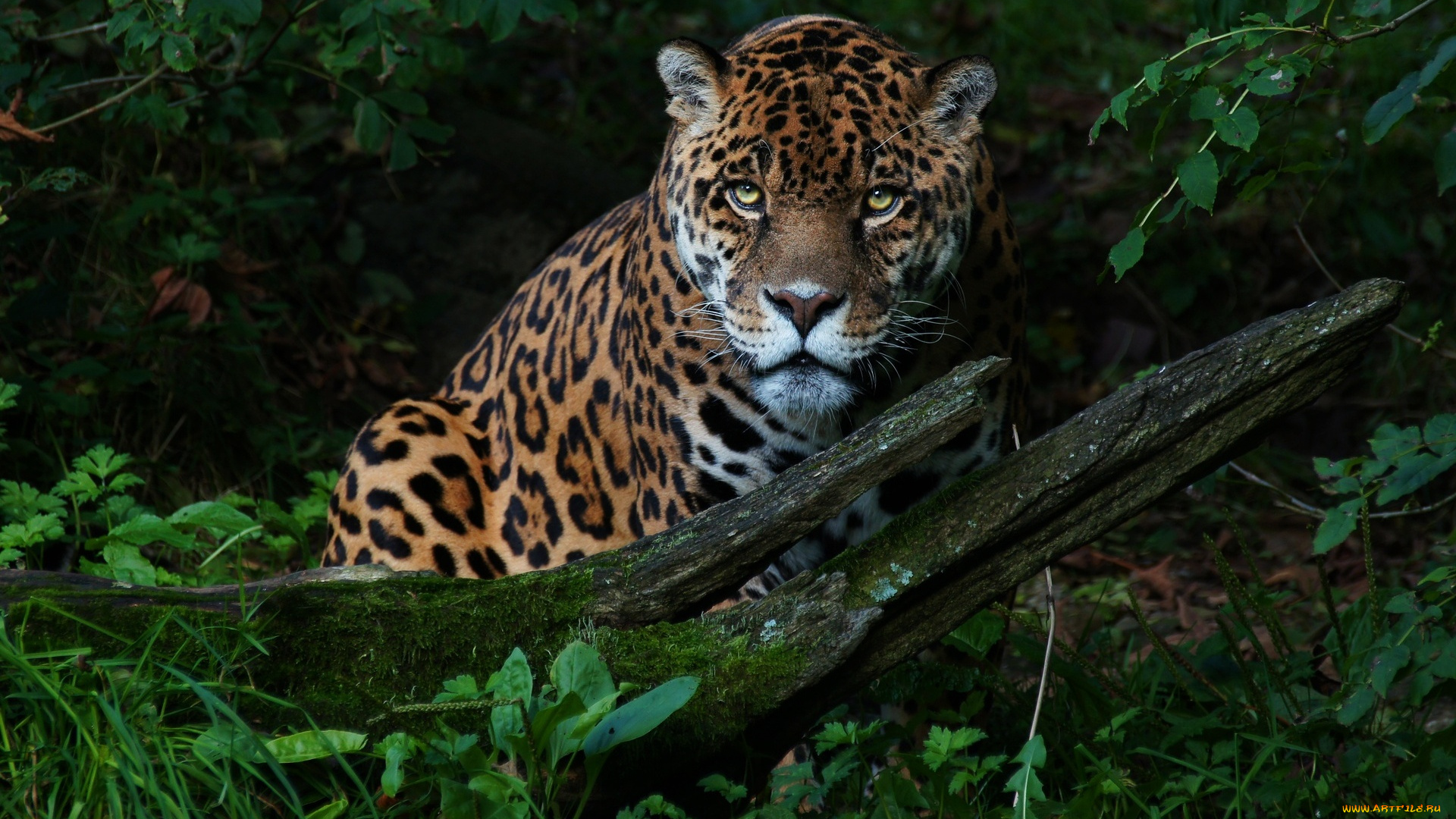 животные, Ягуары, хищник, зверь, ягуар, мох, бревно, лес