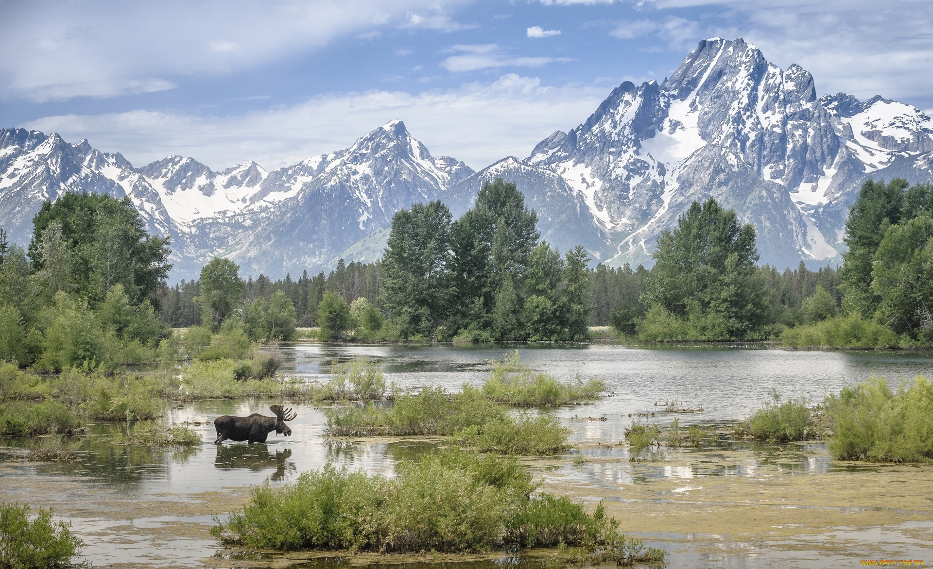 животные, лоси, облака, деревья, болото, горы, сохатый, лось