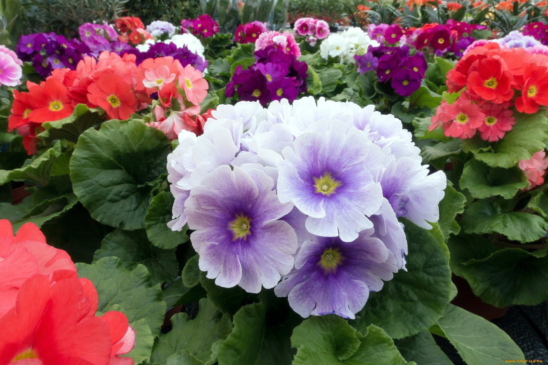 цветы, примулы, первоцветы