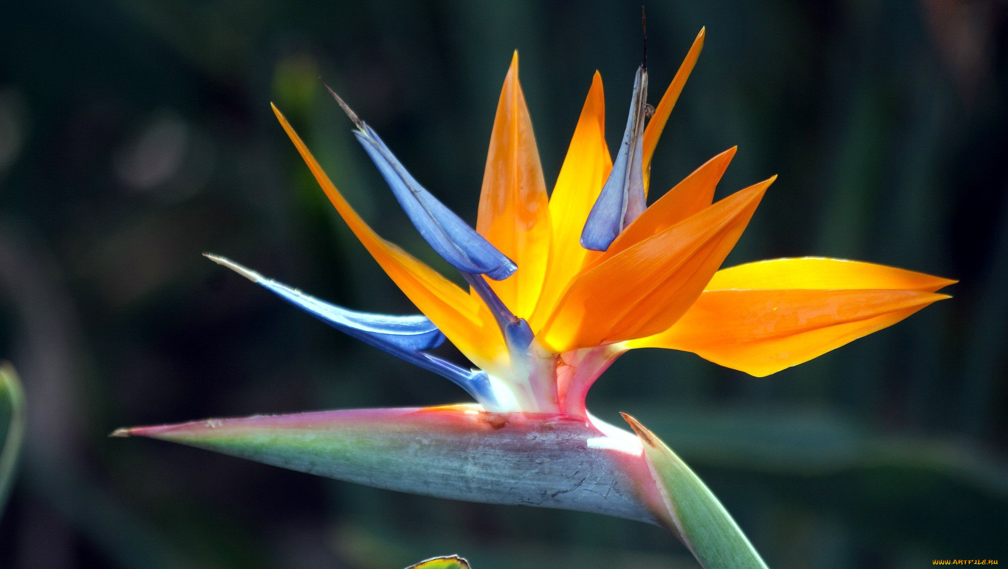 цветы, стрелиция, , райская, птица, экзотика