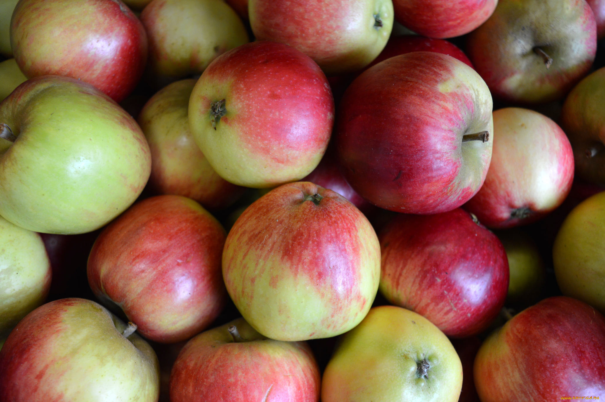 еда, Яблоки, плоы