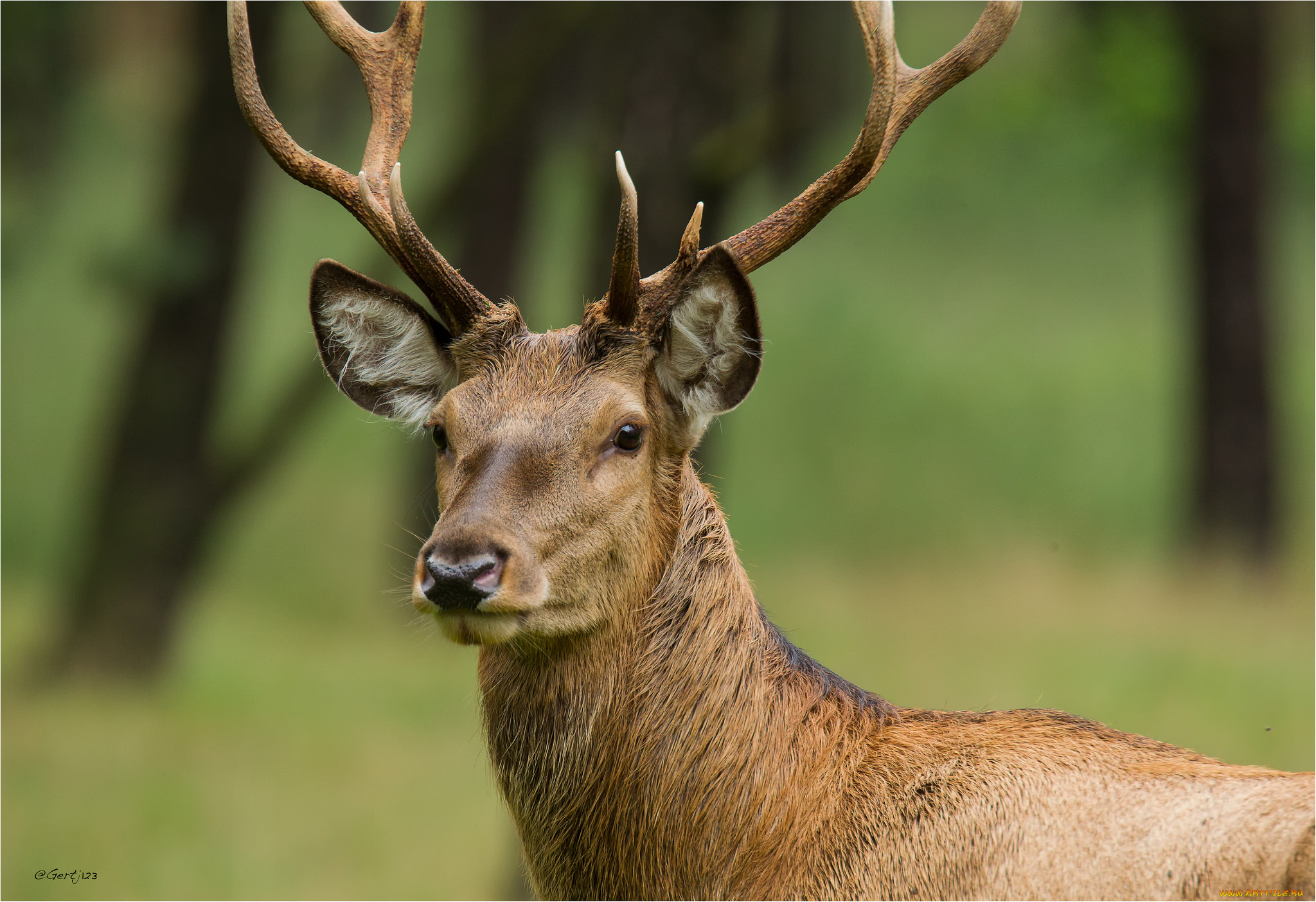 животные, олени, олень, молодой