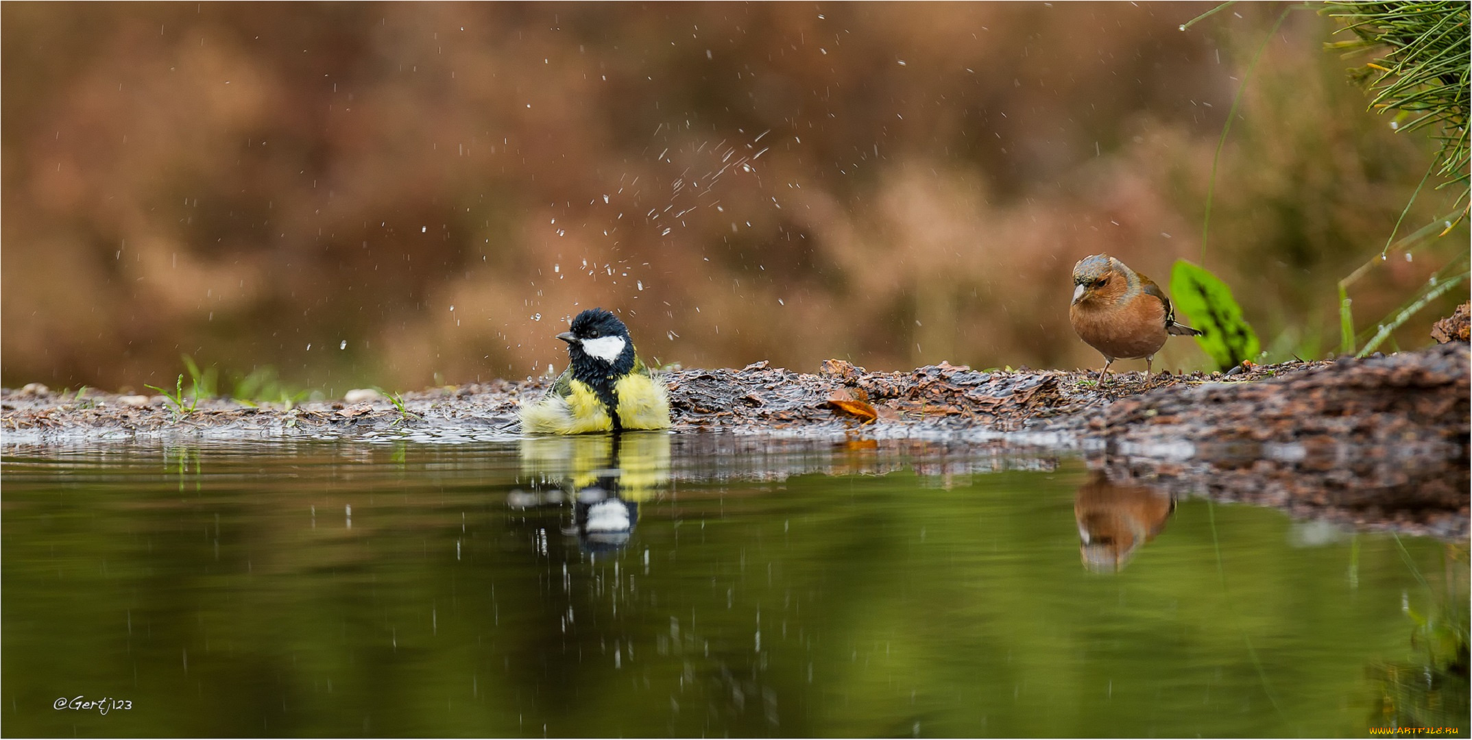 животные, синицы, , лазоревки, лужа, вода, птицы