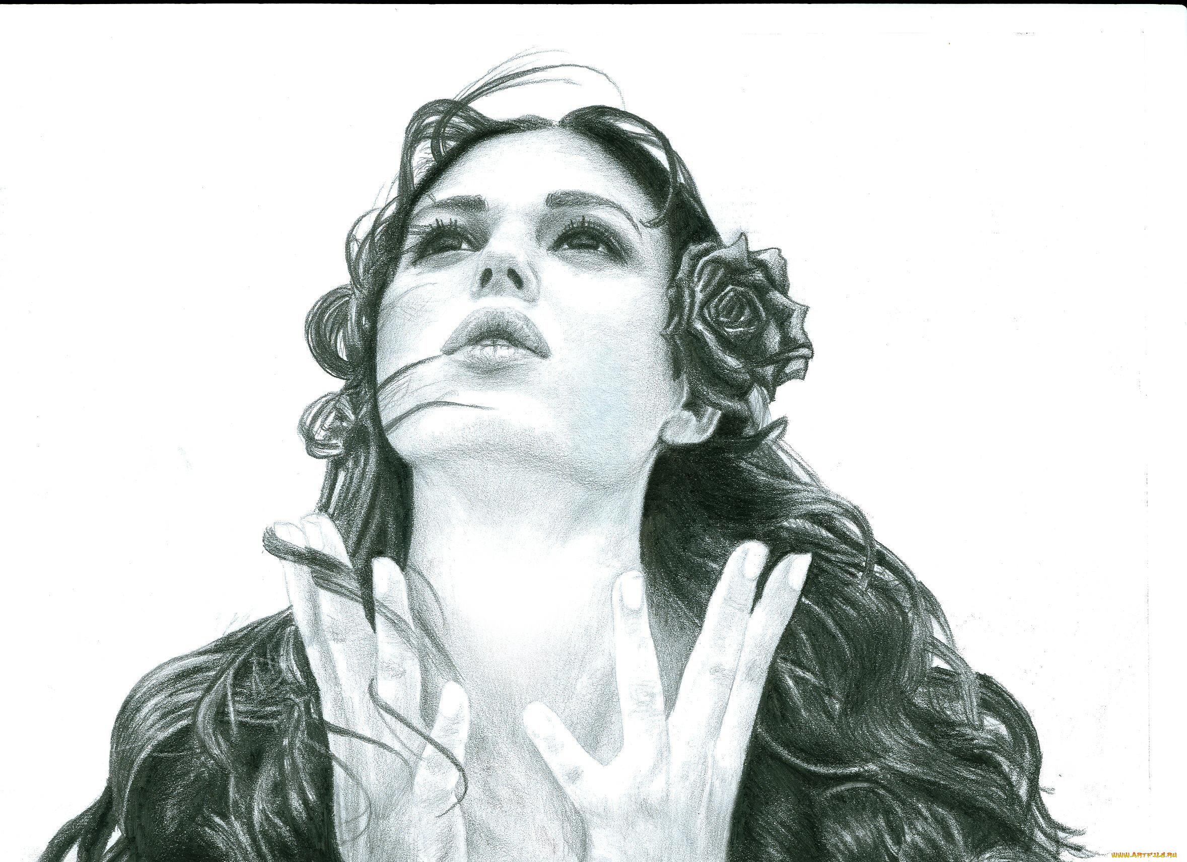 monica, bellucci, рисованное, люди, роза, фон, девушка