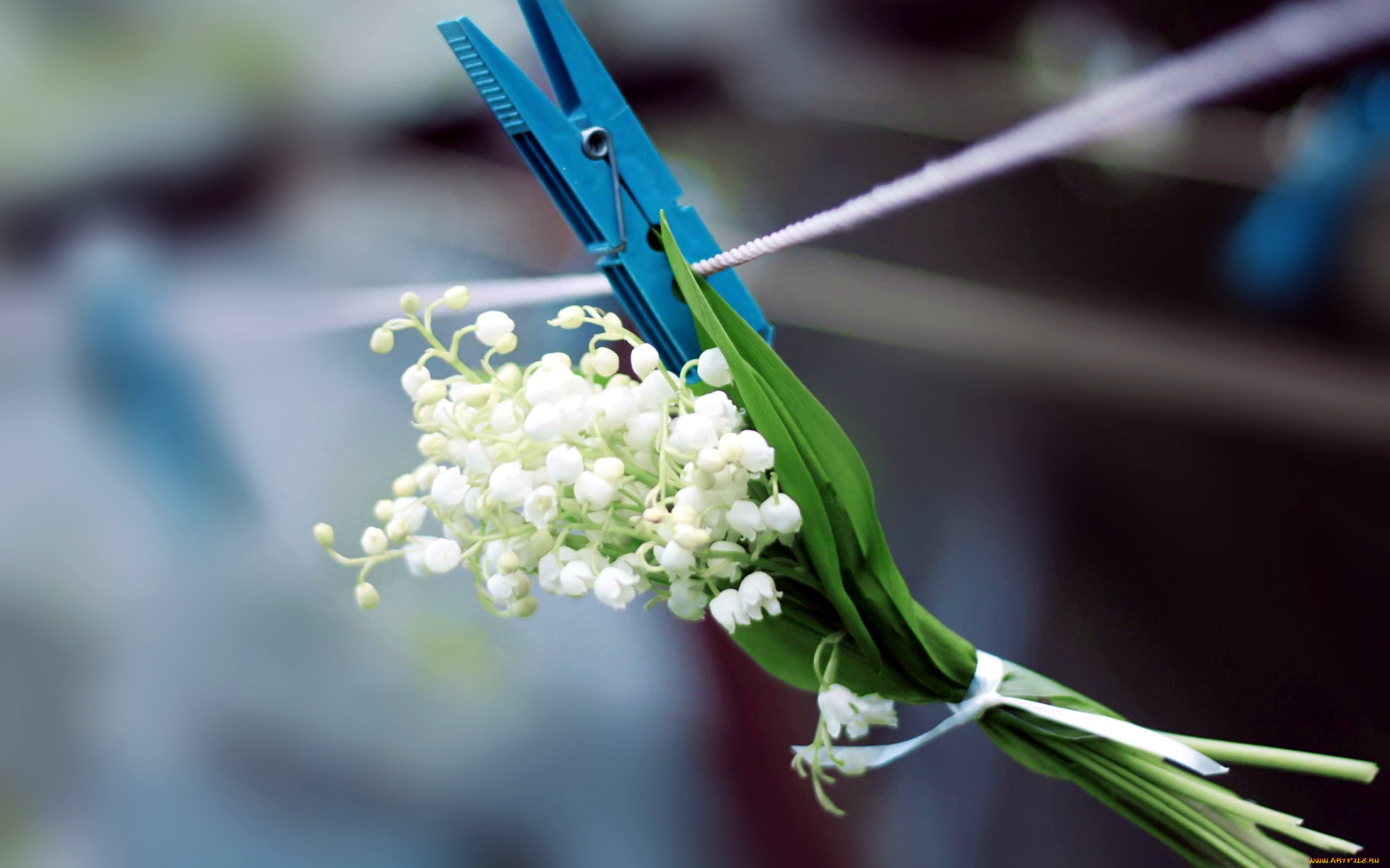 цветы, ландыши, майский