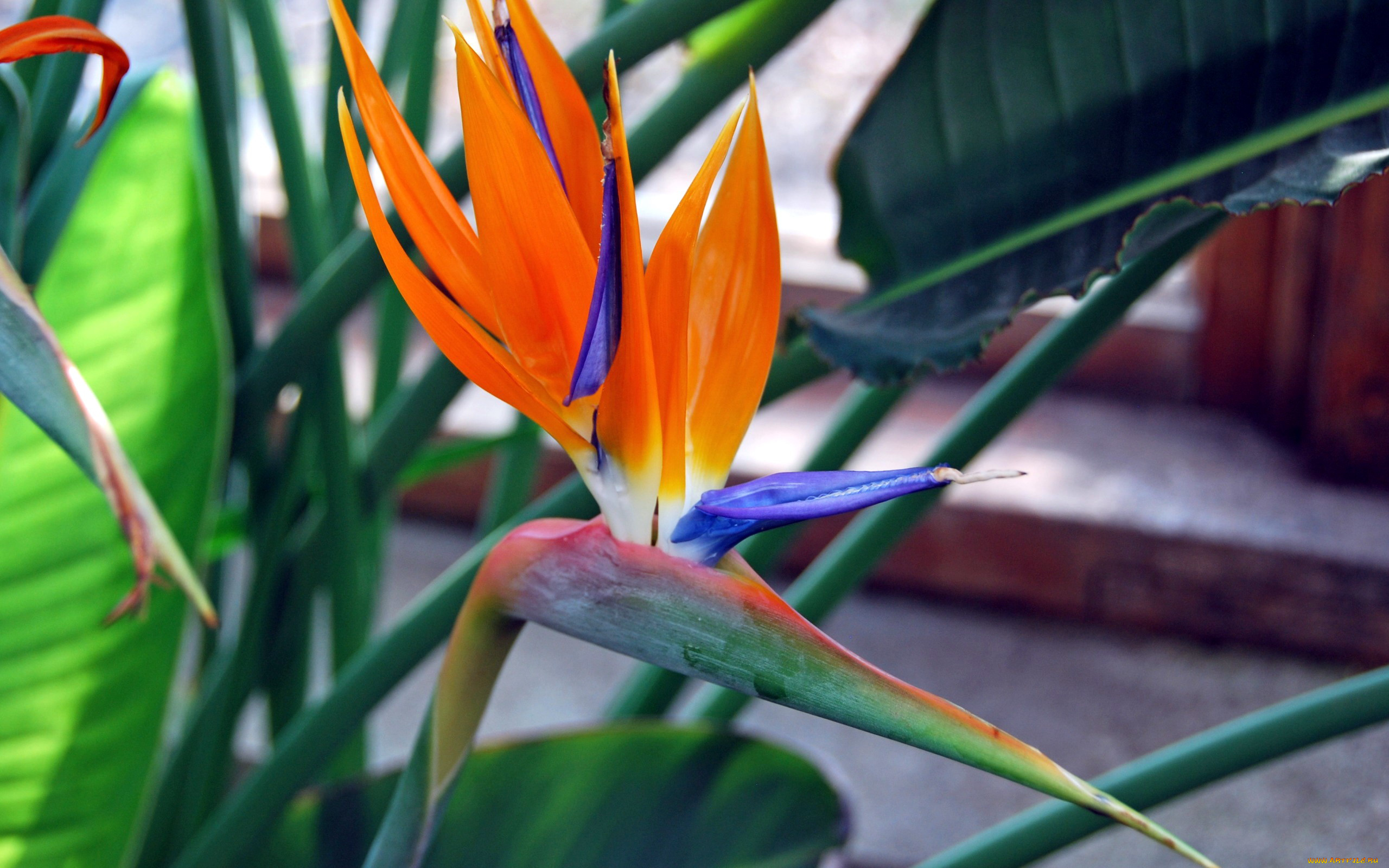 цветы, стрелиция, , райская, птица, экзотика