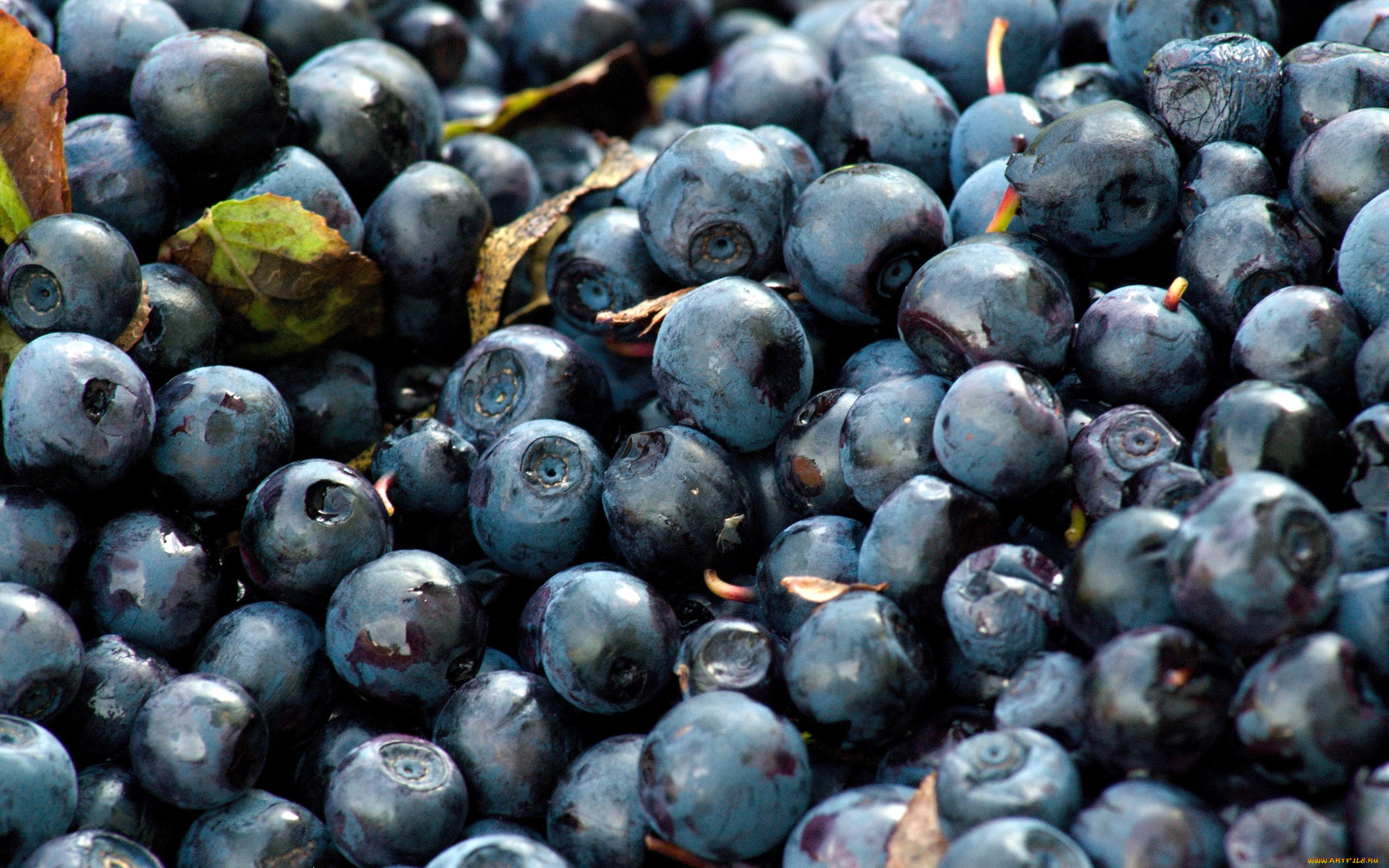 еда, голубика, , черника, много, ягоды, черника