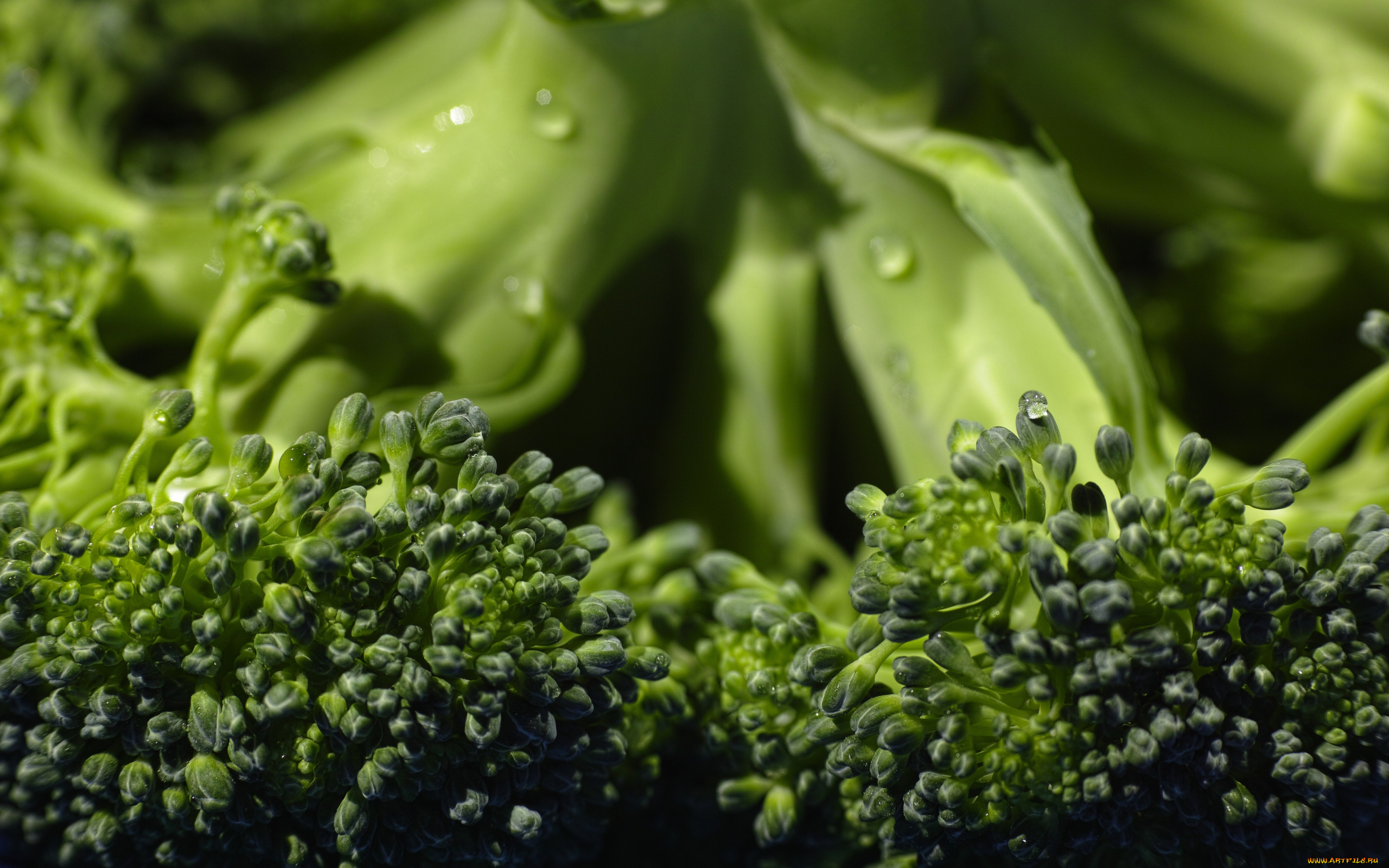 еда, капуста, и, её, разновидности, макро, брокколи