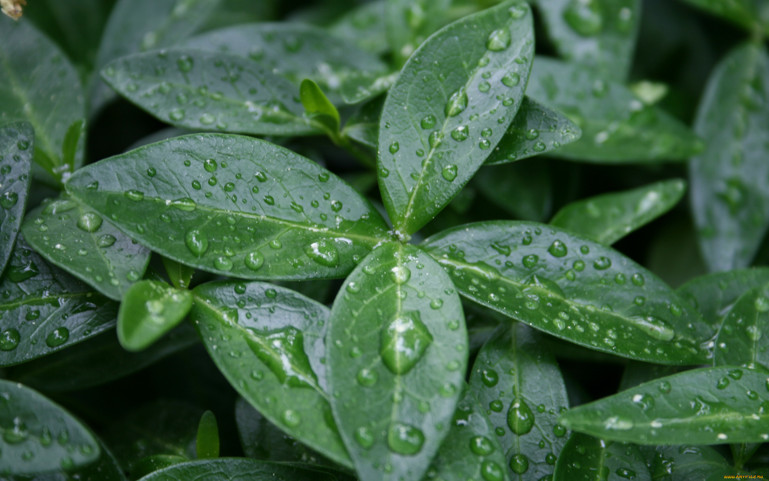 природа, листья, капли, макро